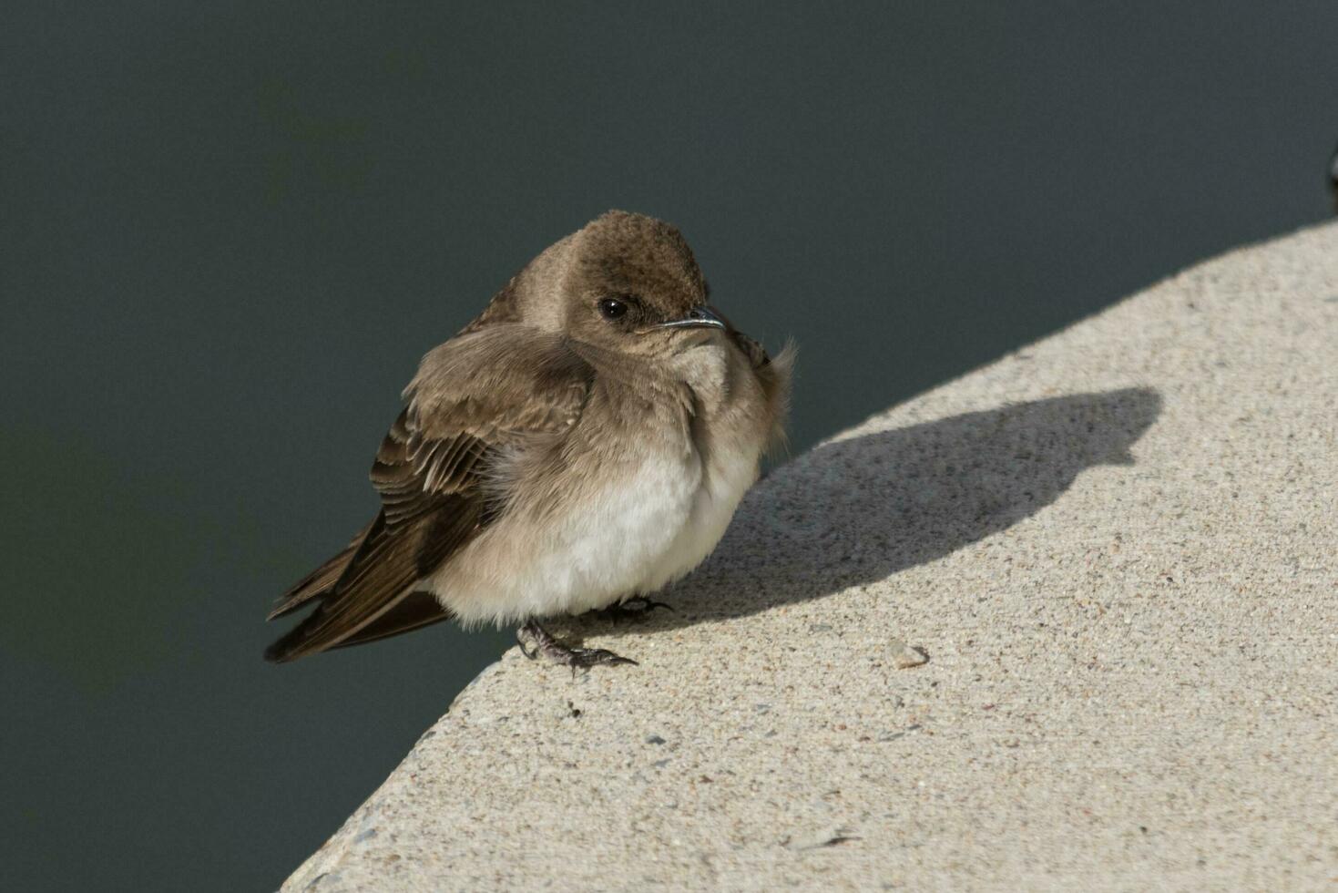 Northern Rough-winged Swallow photo