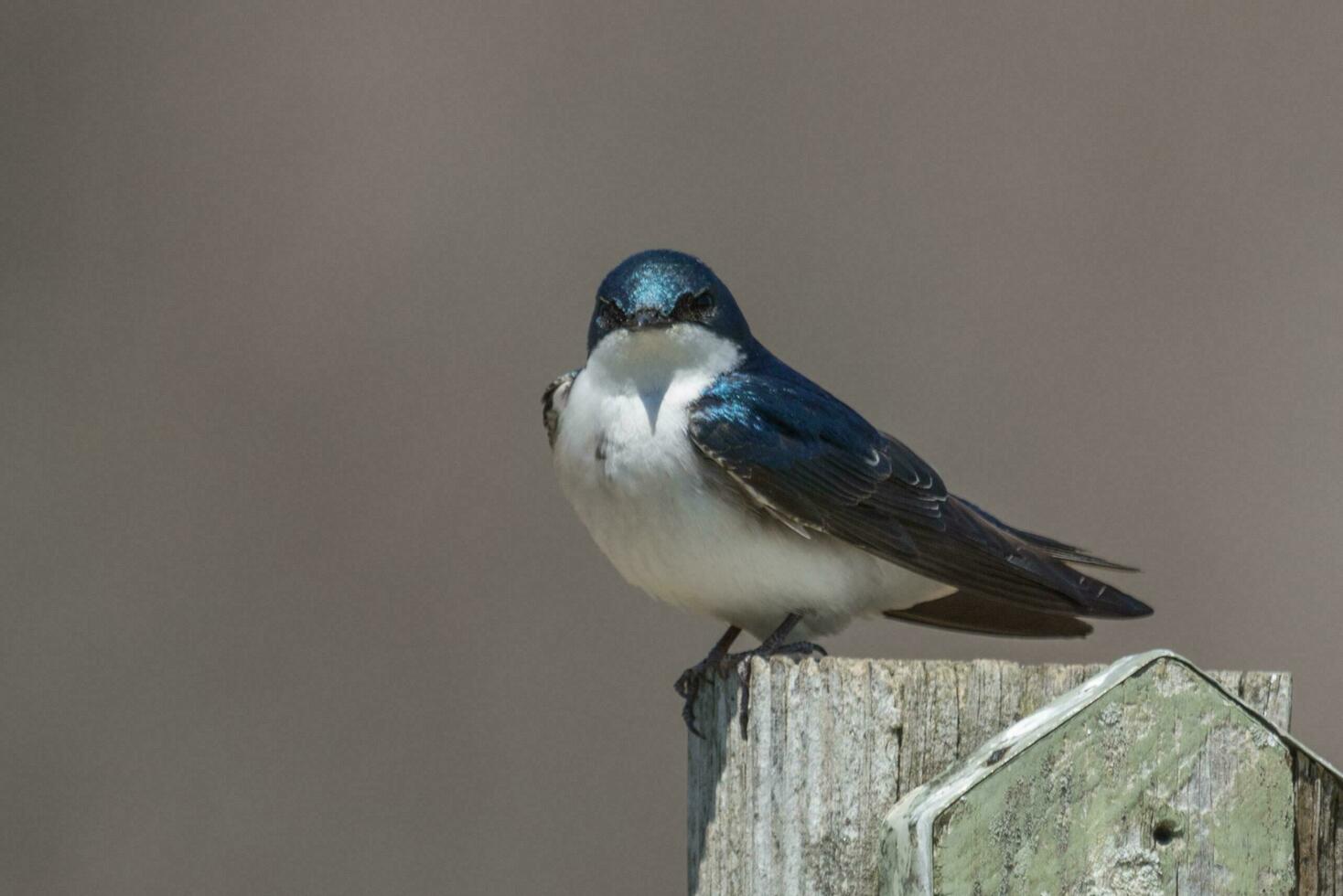 Tree Swallow Bird photo