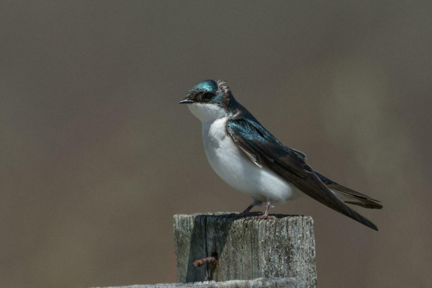 árbol golondrina pájaro foto