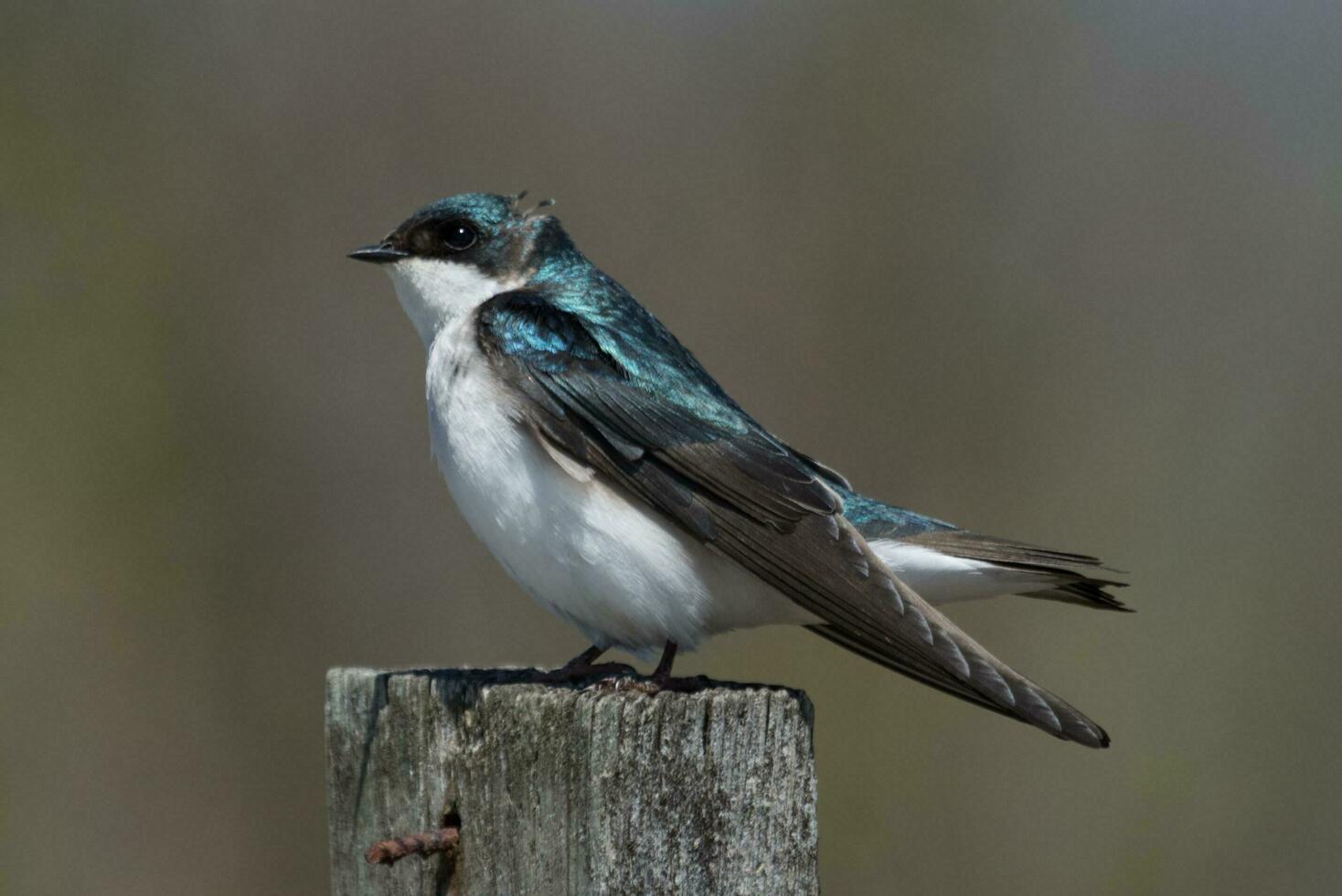 árbol golondrina pájaro foto