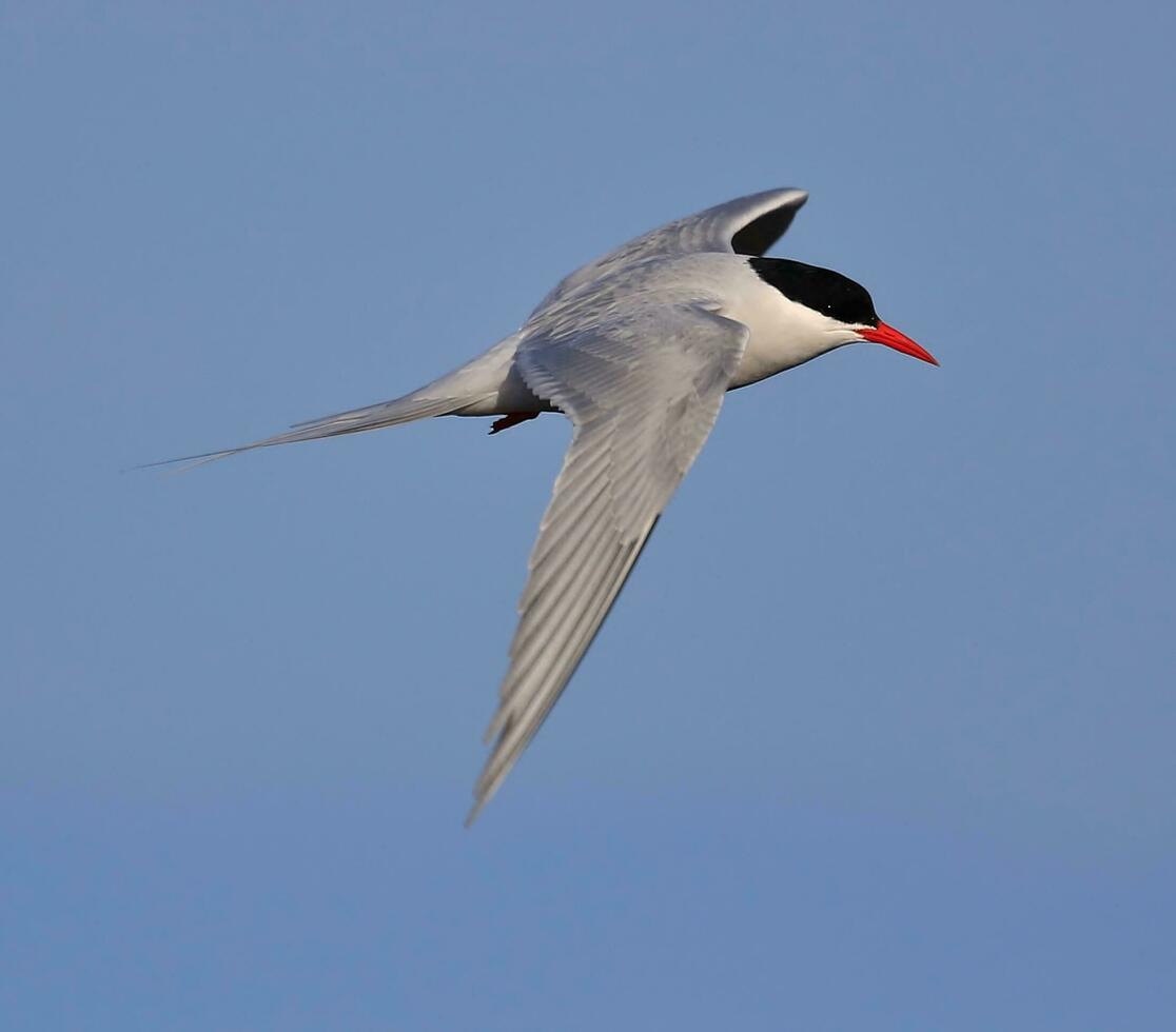 ártico golondrina de mar en australasia foto