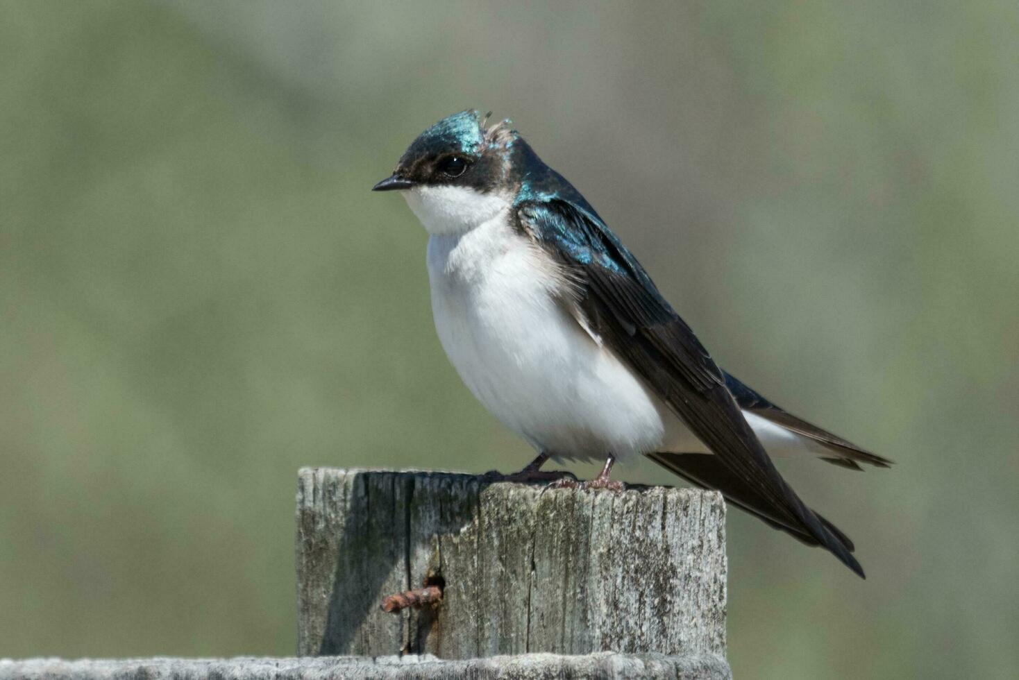 árbol golondrina pájaro foto