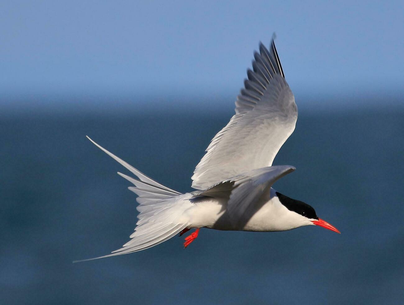 Arctic Tern in Australasia photo