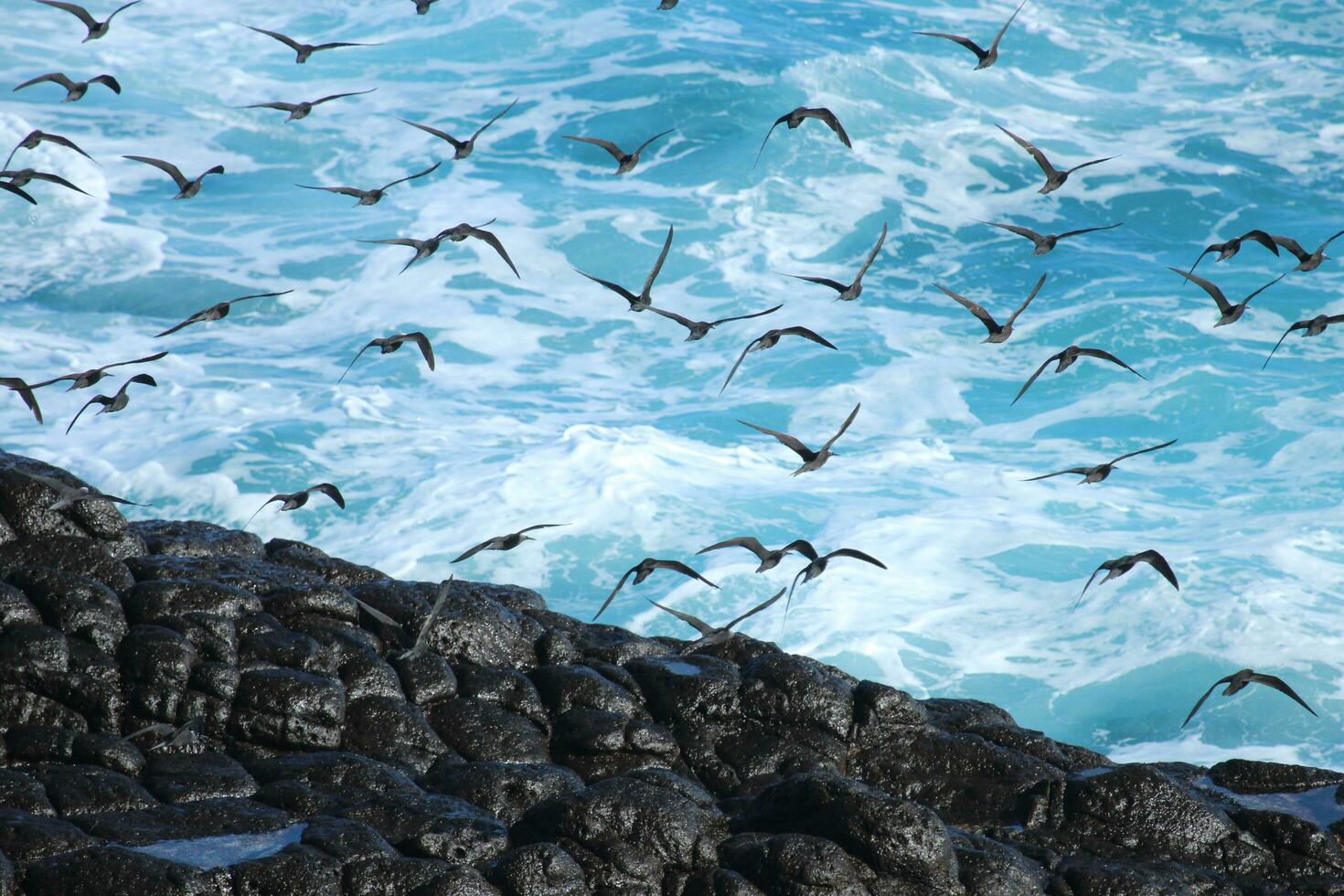 Black Noddy in Australia photo