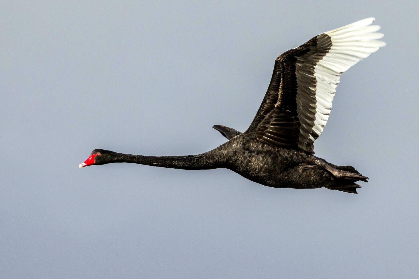 Black Swan in Australasia photo