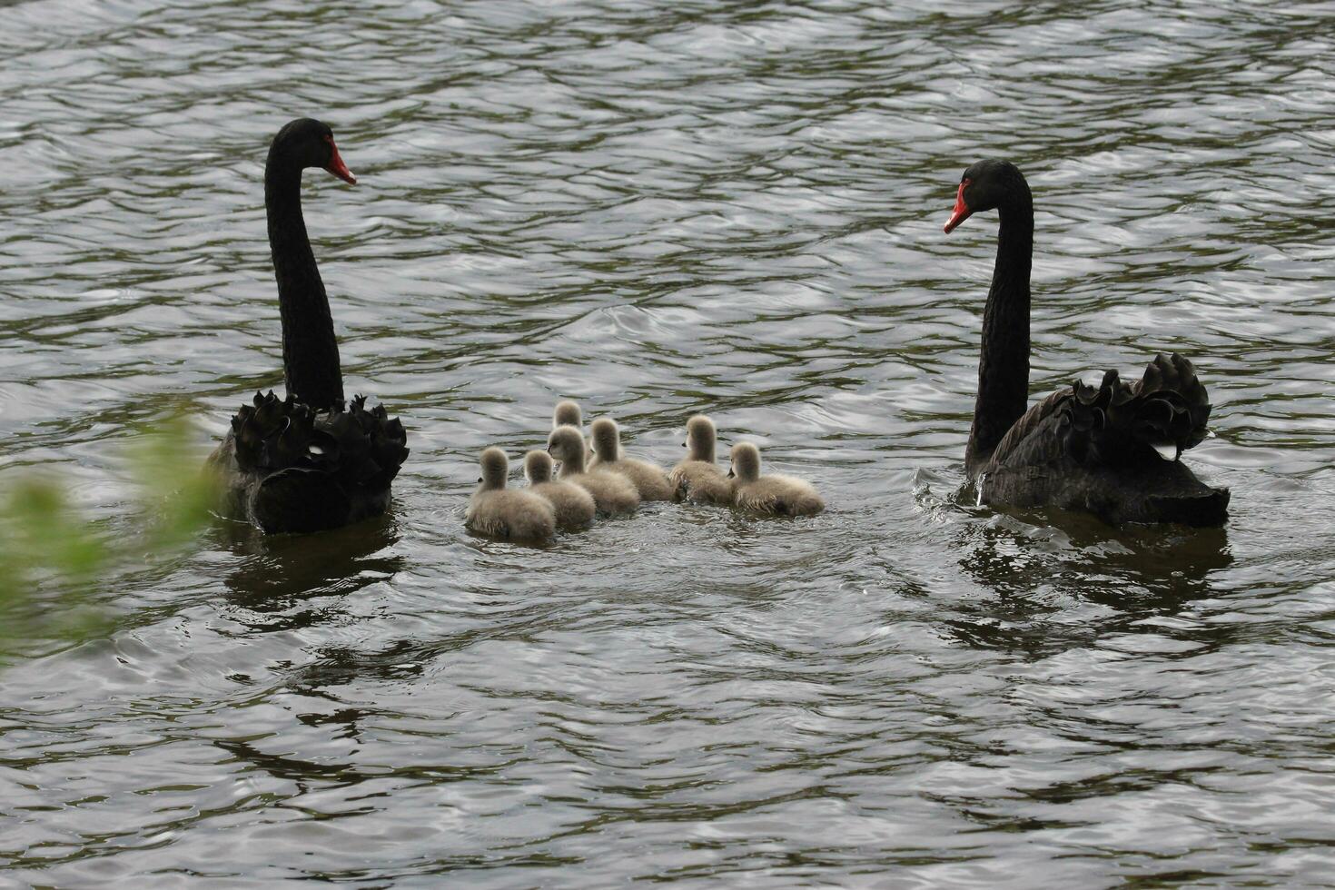 negro cisne en australasia foto