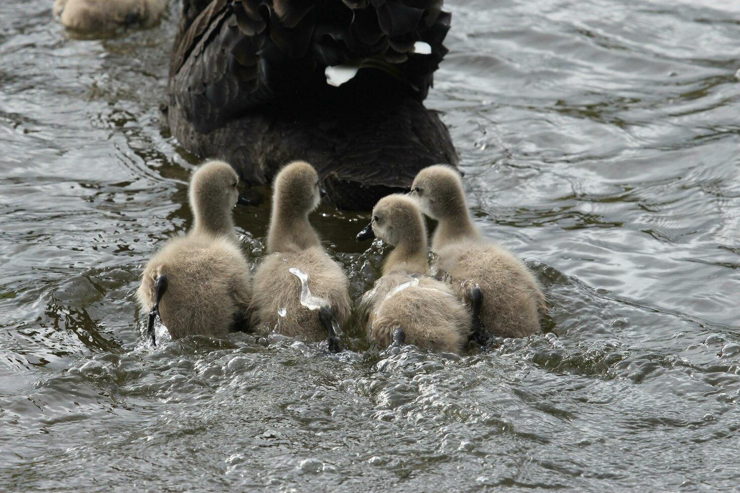 Black Swan in Australasia photo