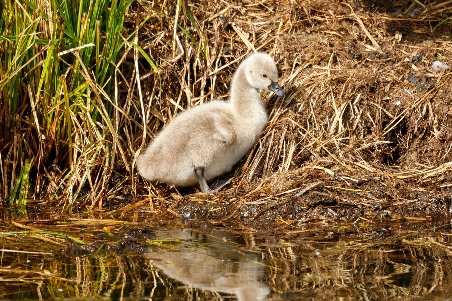 Black Swan in Australasia photo