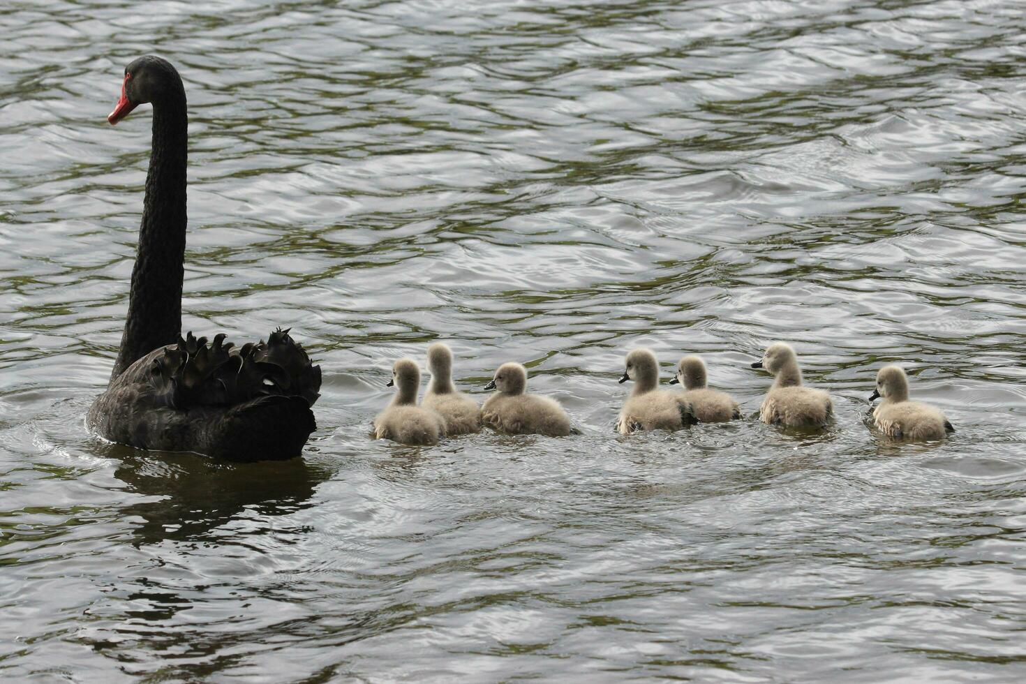 Black Swan in Australasia photo