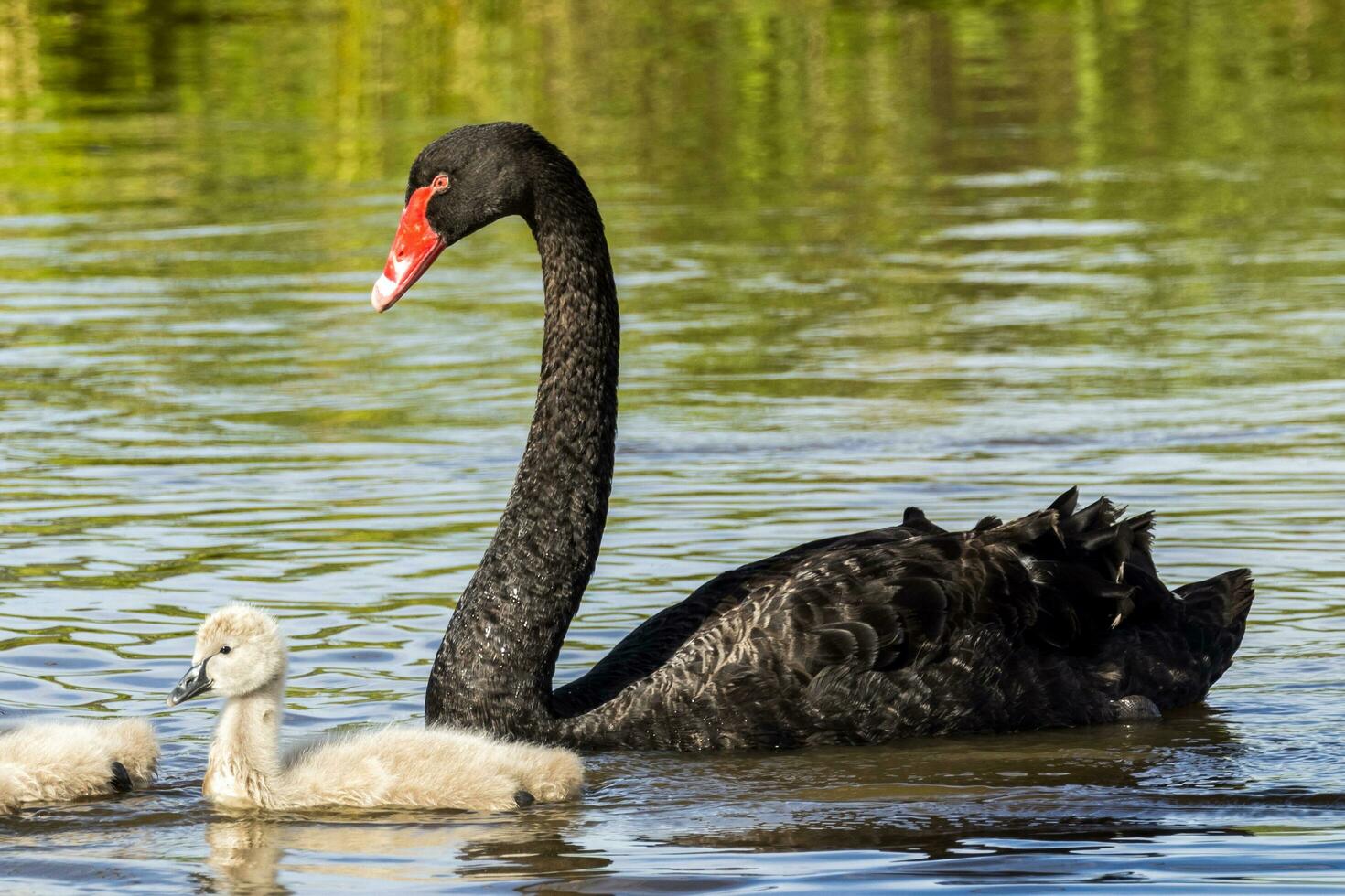 Black Swan in Australasia photo