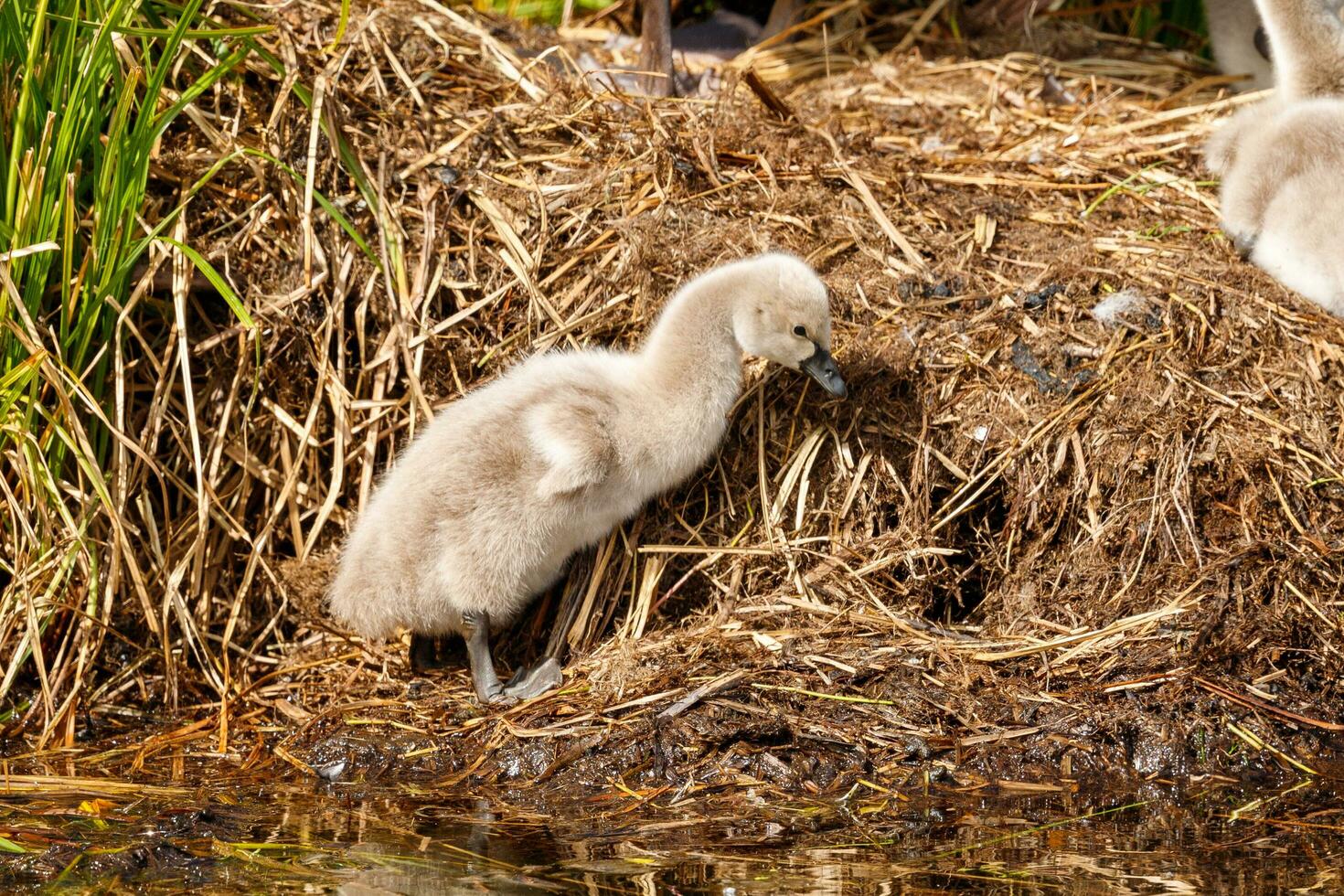 Black Swan in Australasia photo