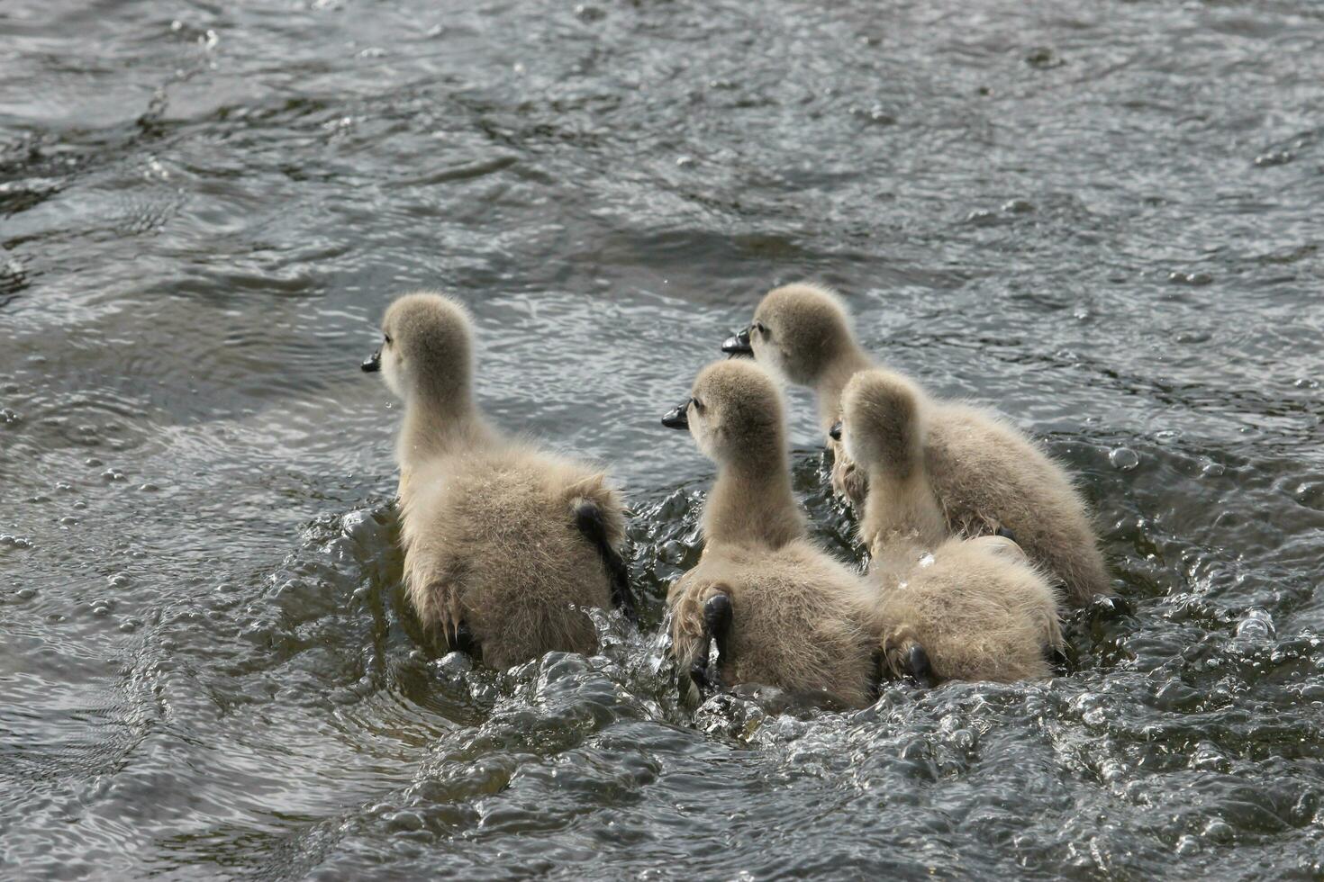 Black Swan in Australasia photo