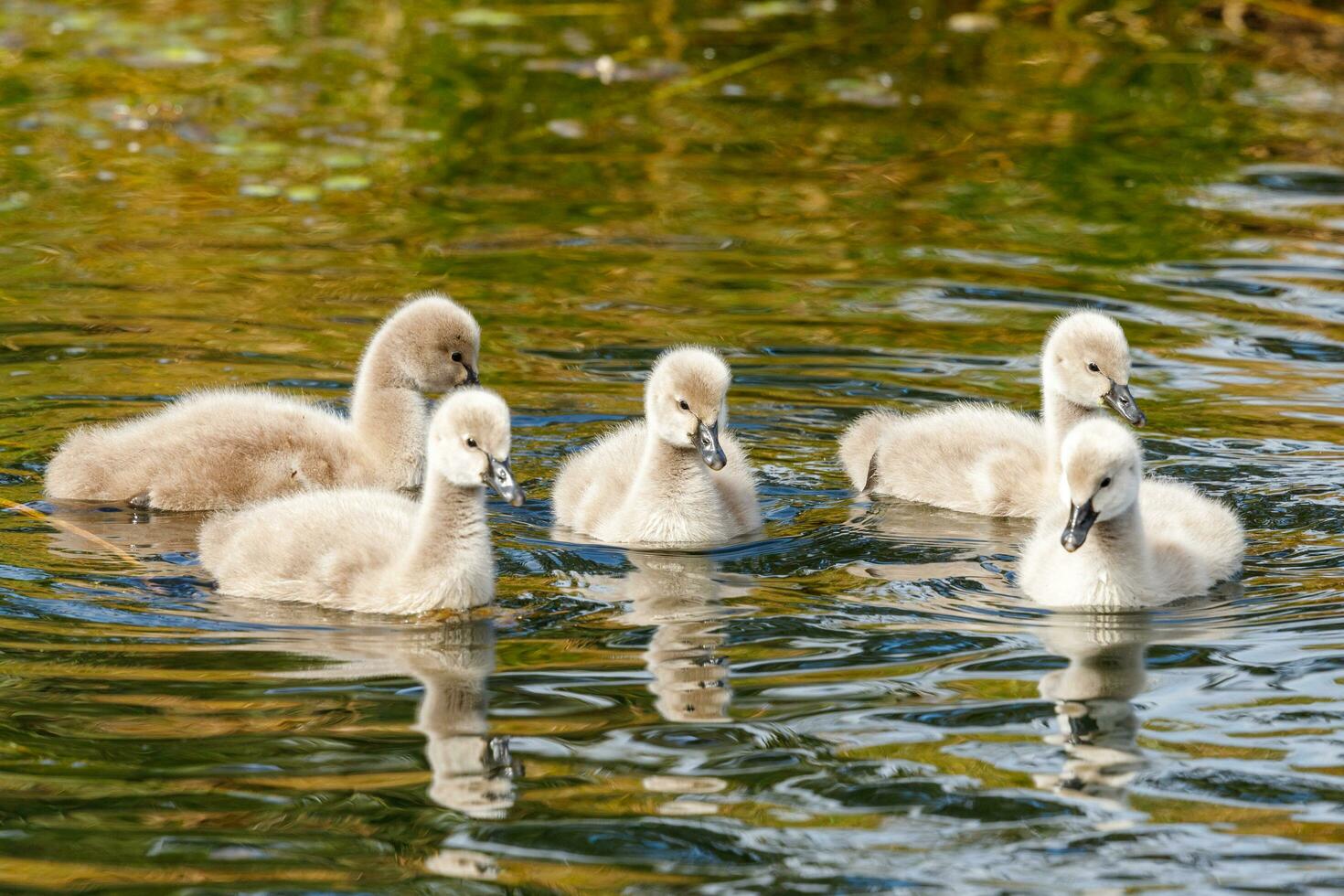 Black Swan in Australasia photo