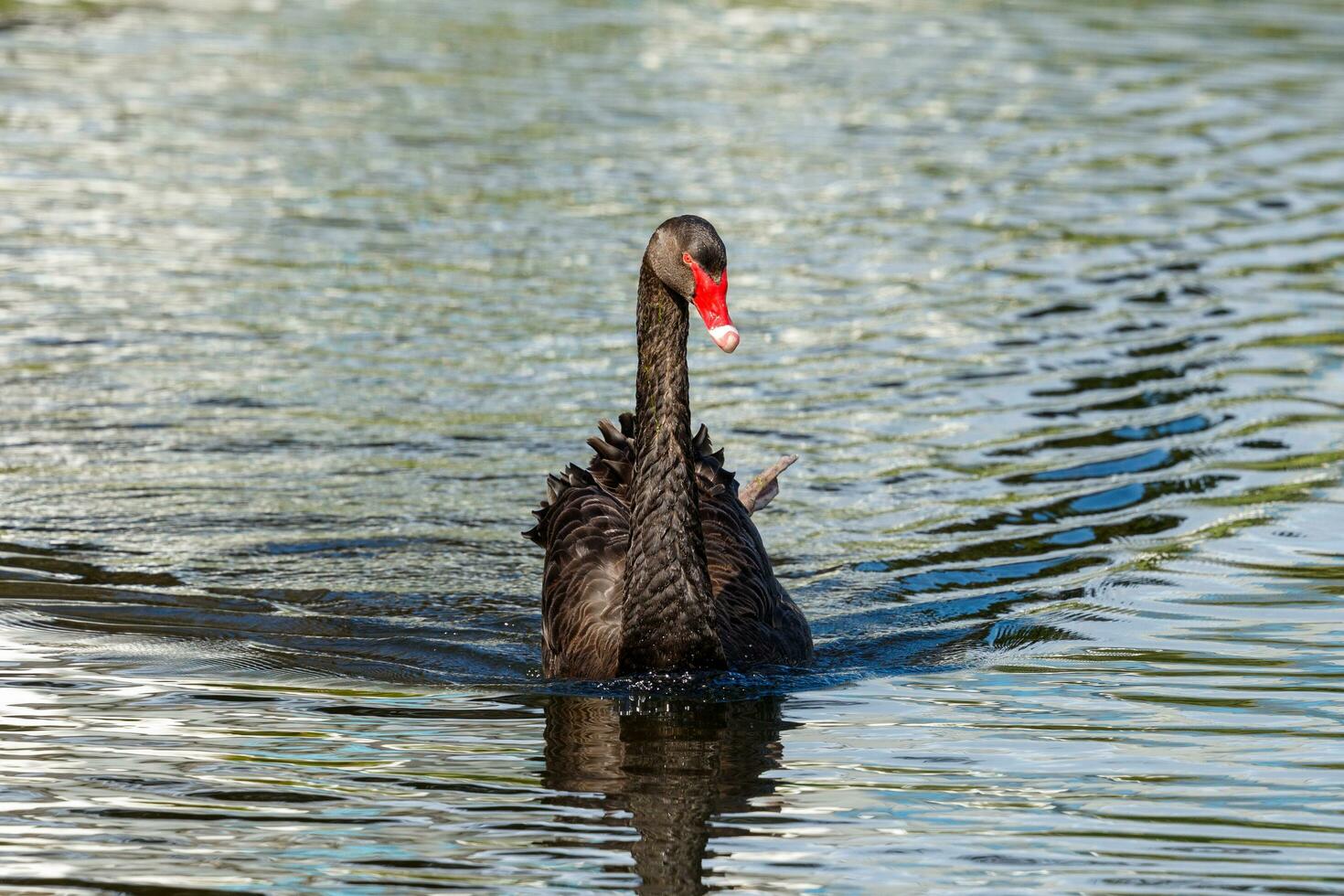 Black Swan in Australasia photo