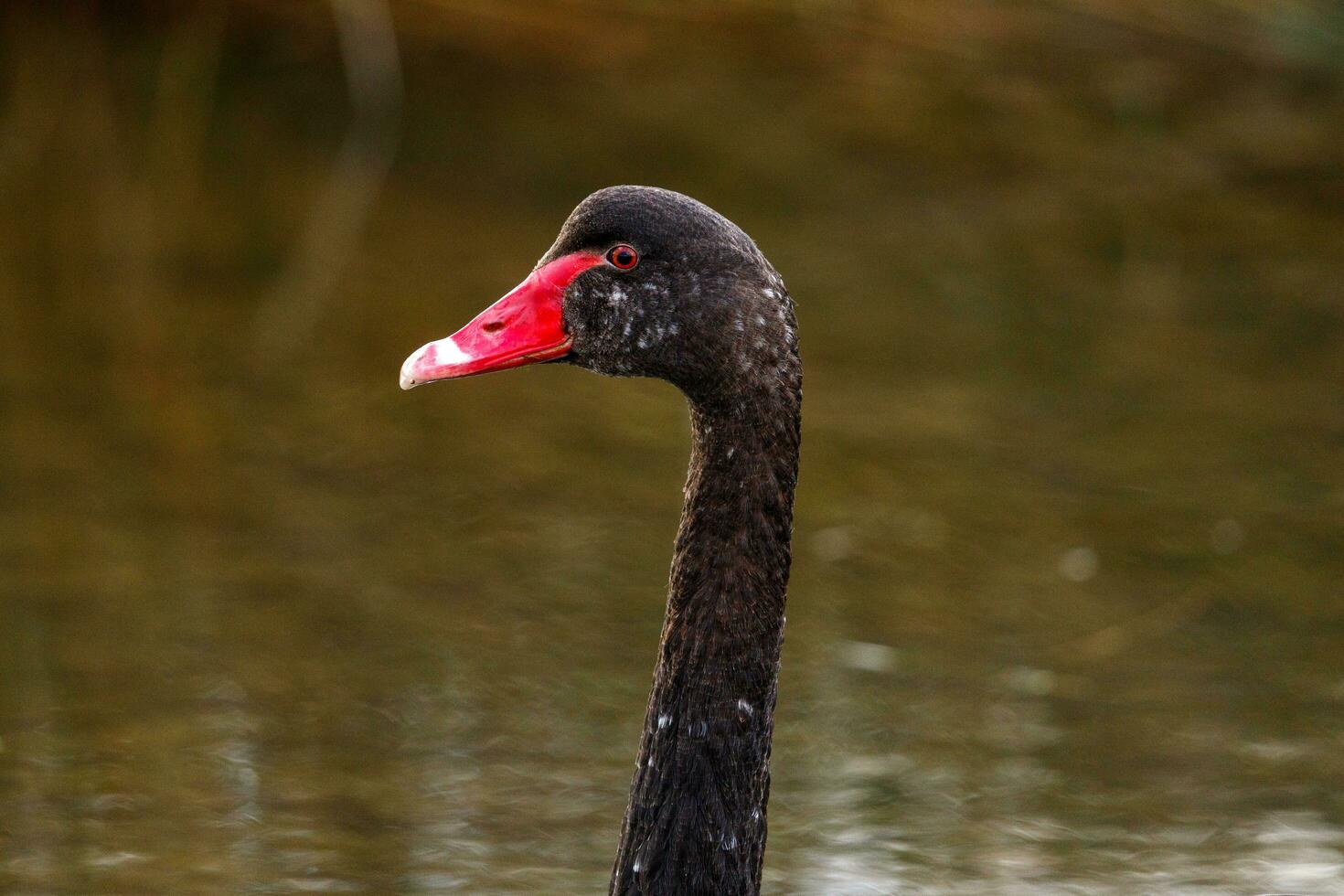 Black Swan in Australasia photo