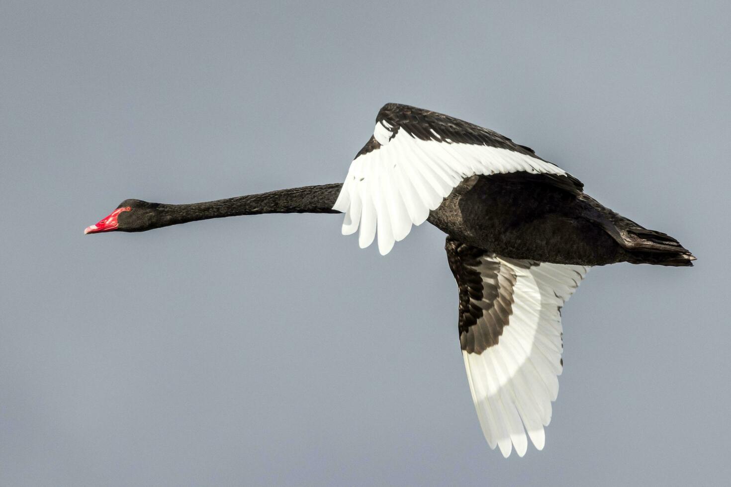 Black Swan in Australasia photo