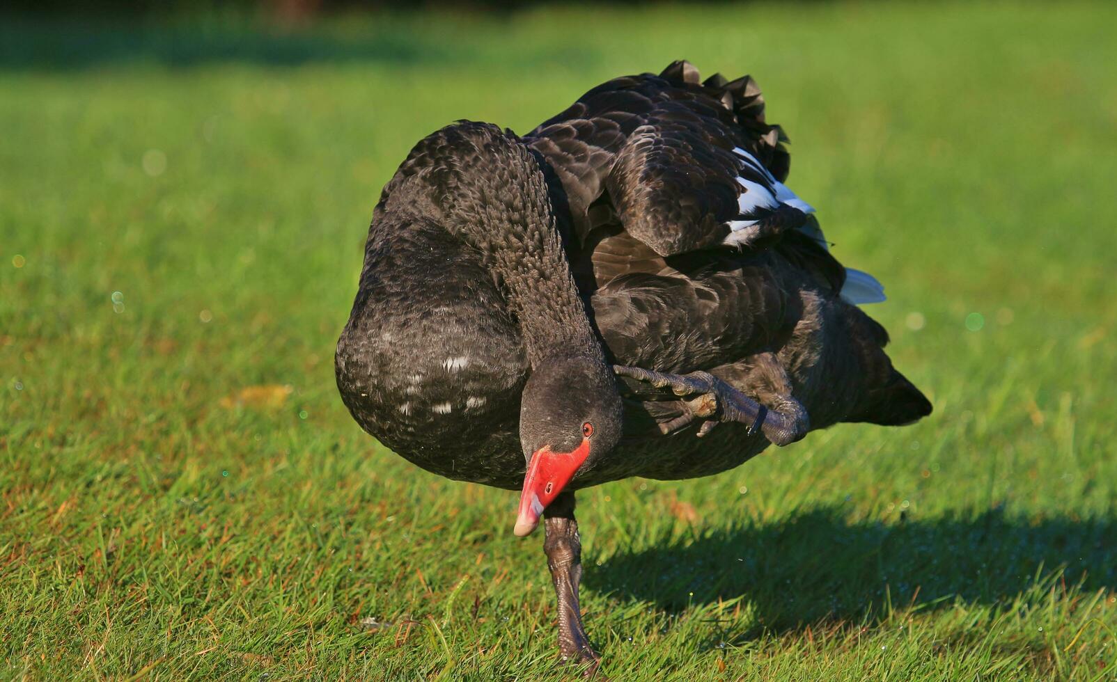 Black Swan in Australasia photo