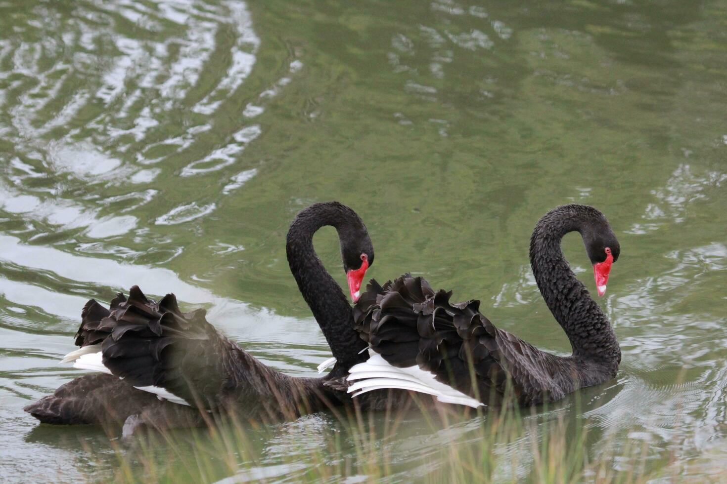 Black Swan in Australasia photo