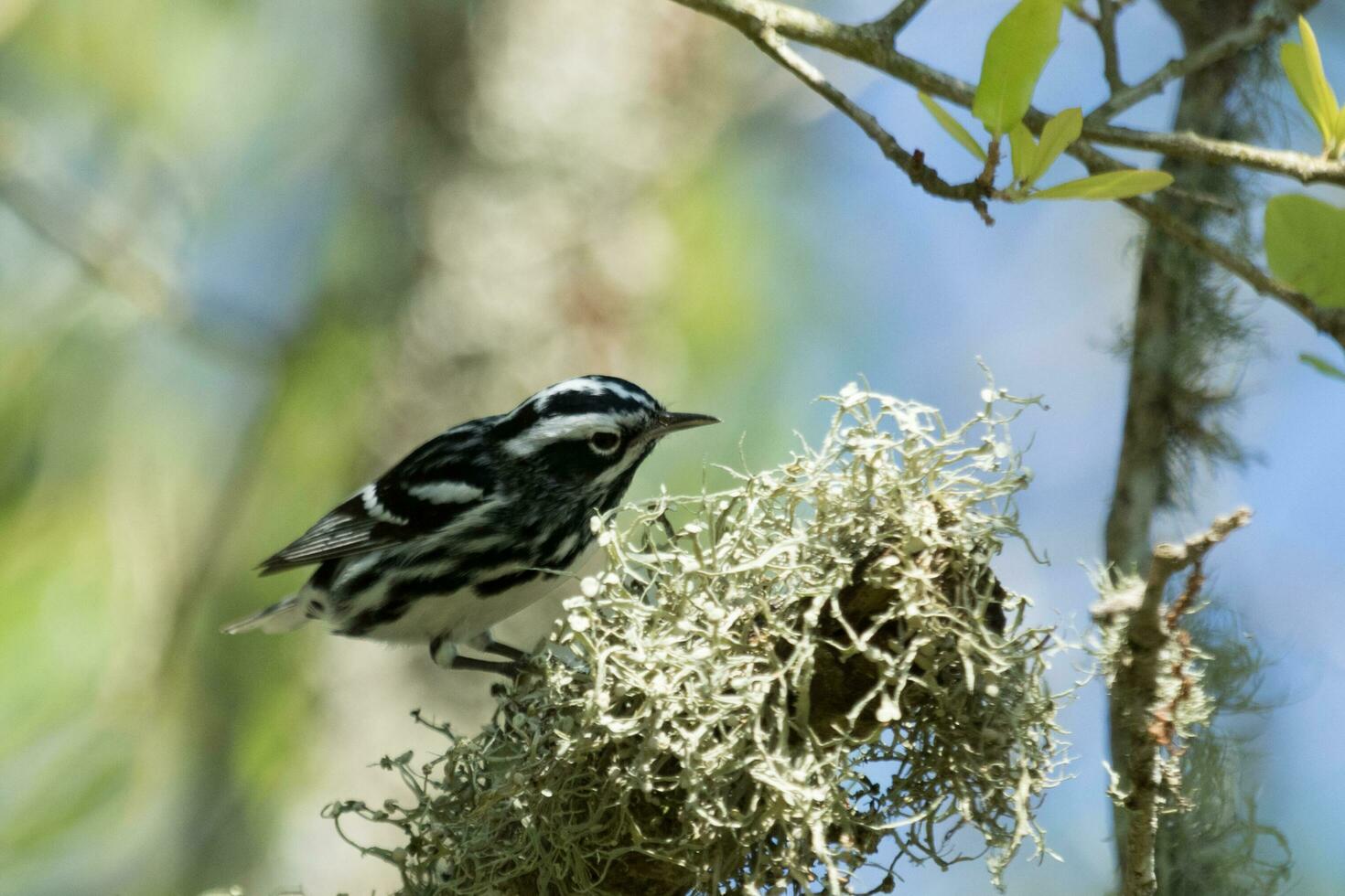 Black and White Warbler photo