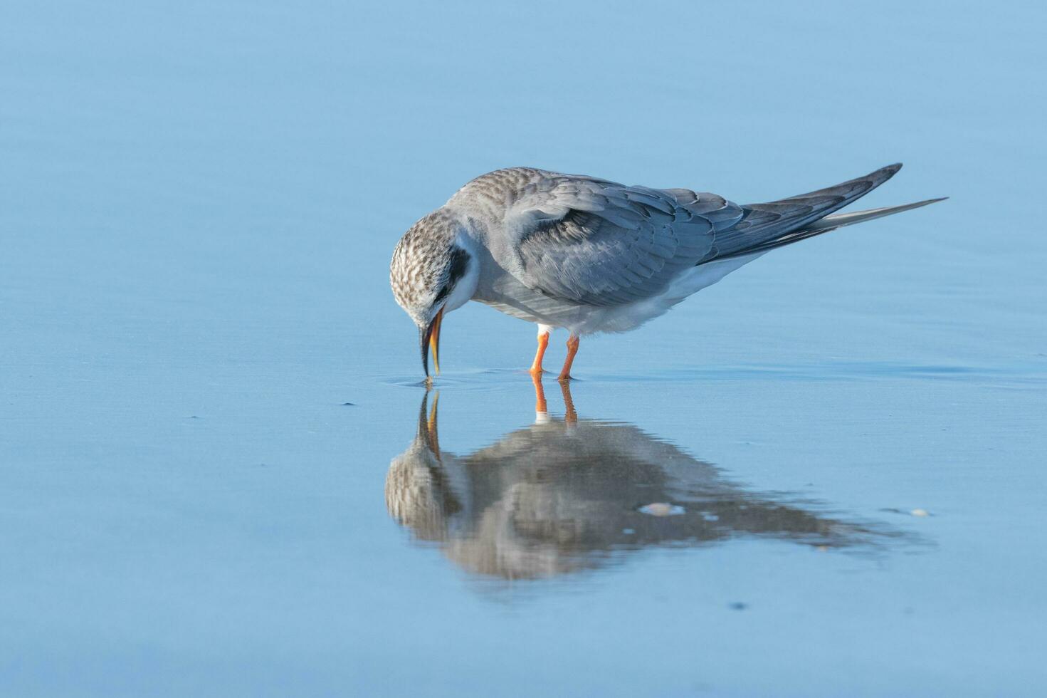 Black-fronted Tern in New Zealand photo