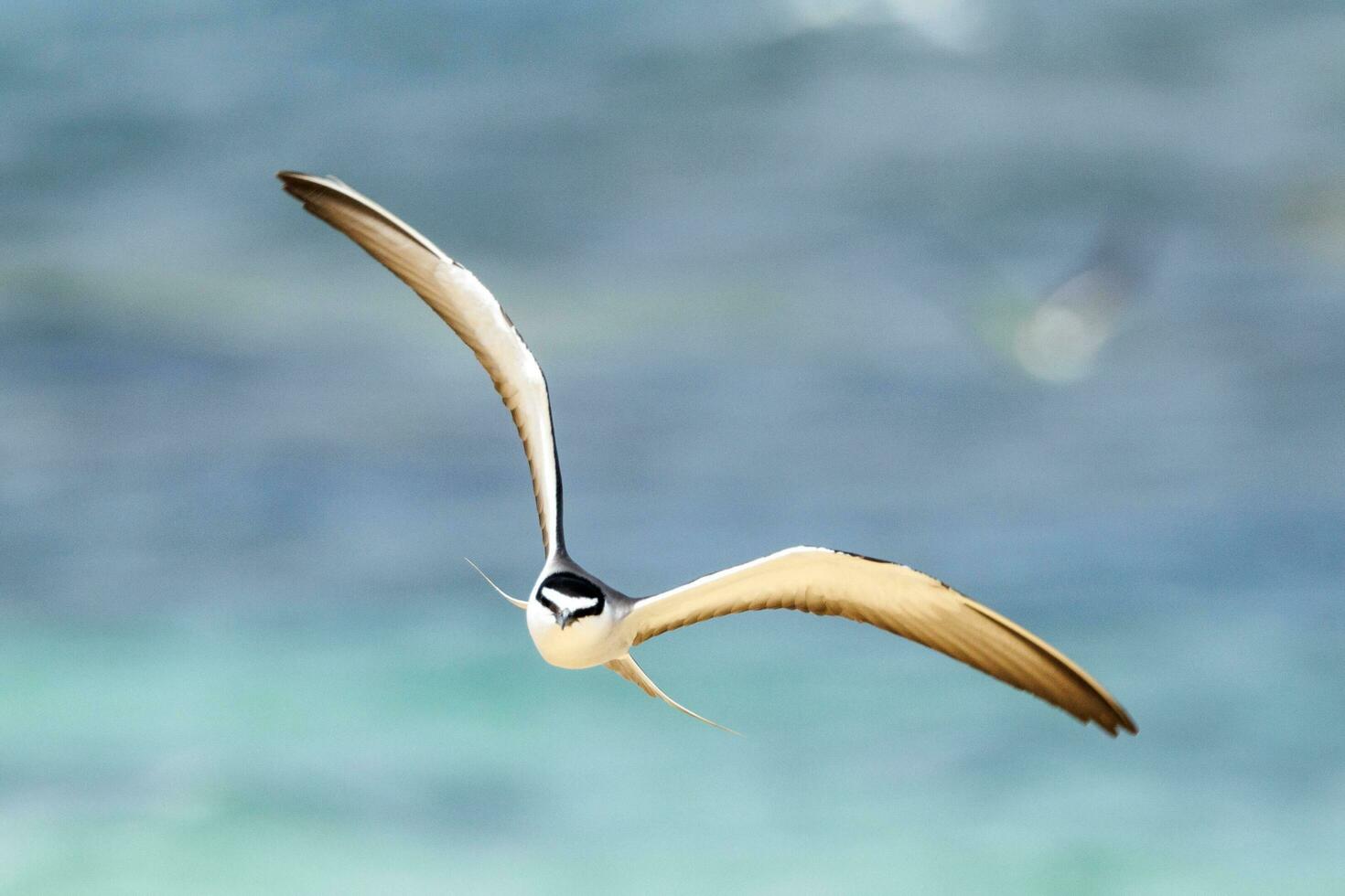 Bridled Tern in Australia photo