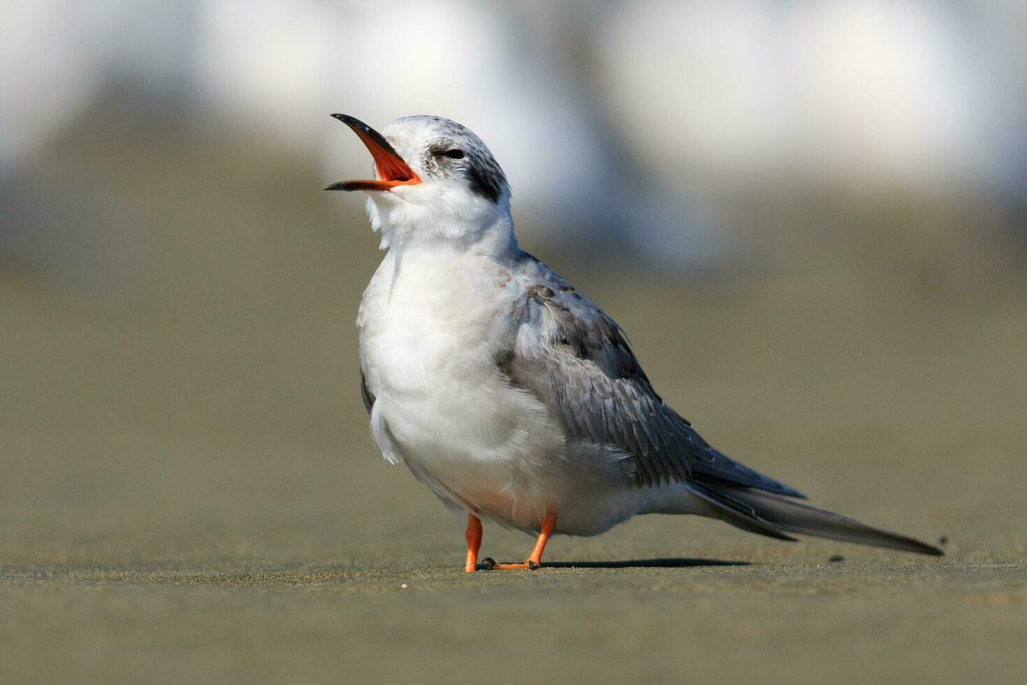 Black-fronted Tern in New Zealand photo