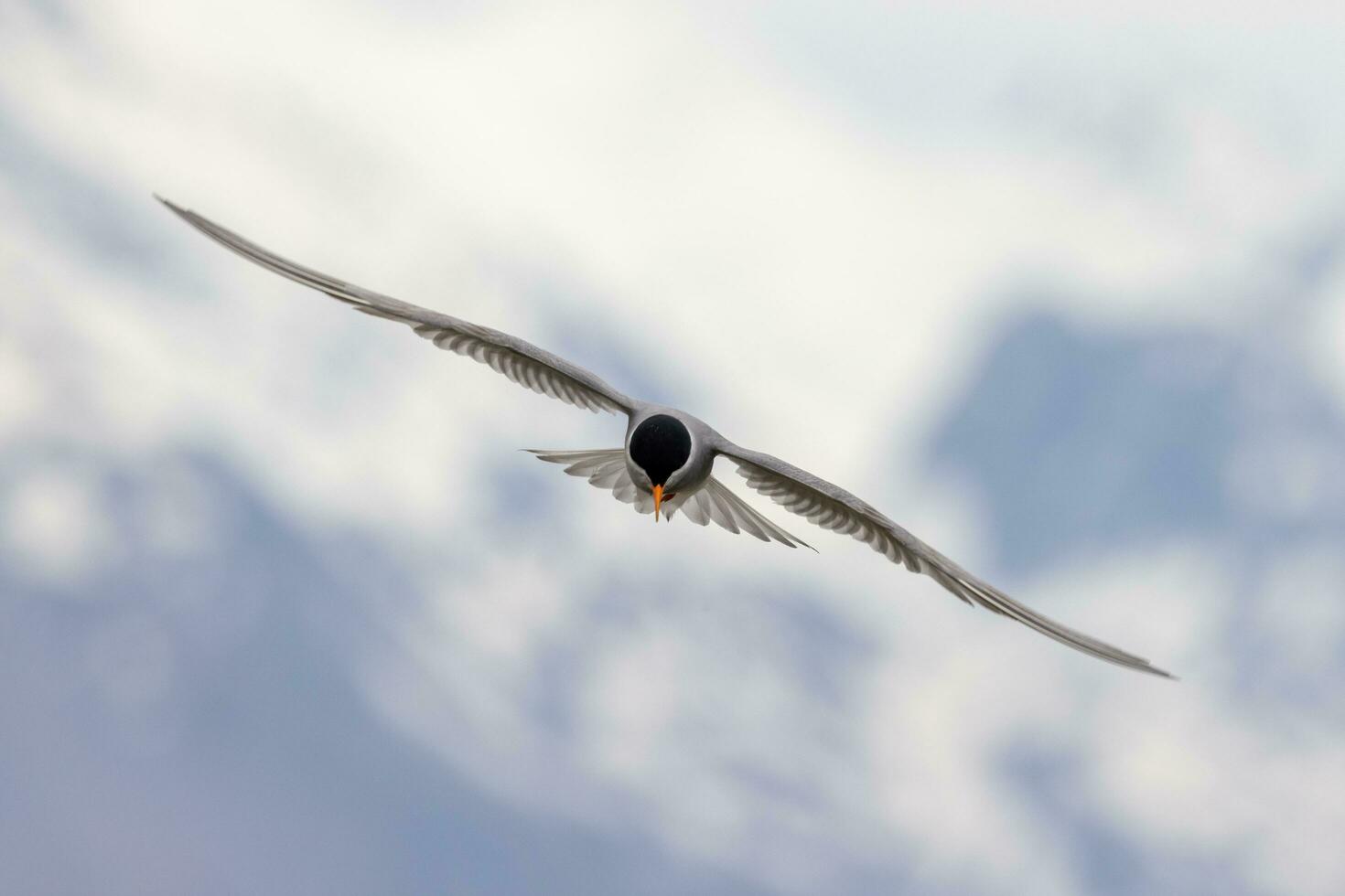 de frente negra golondrina de mar en nuevo Zelanda foto