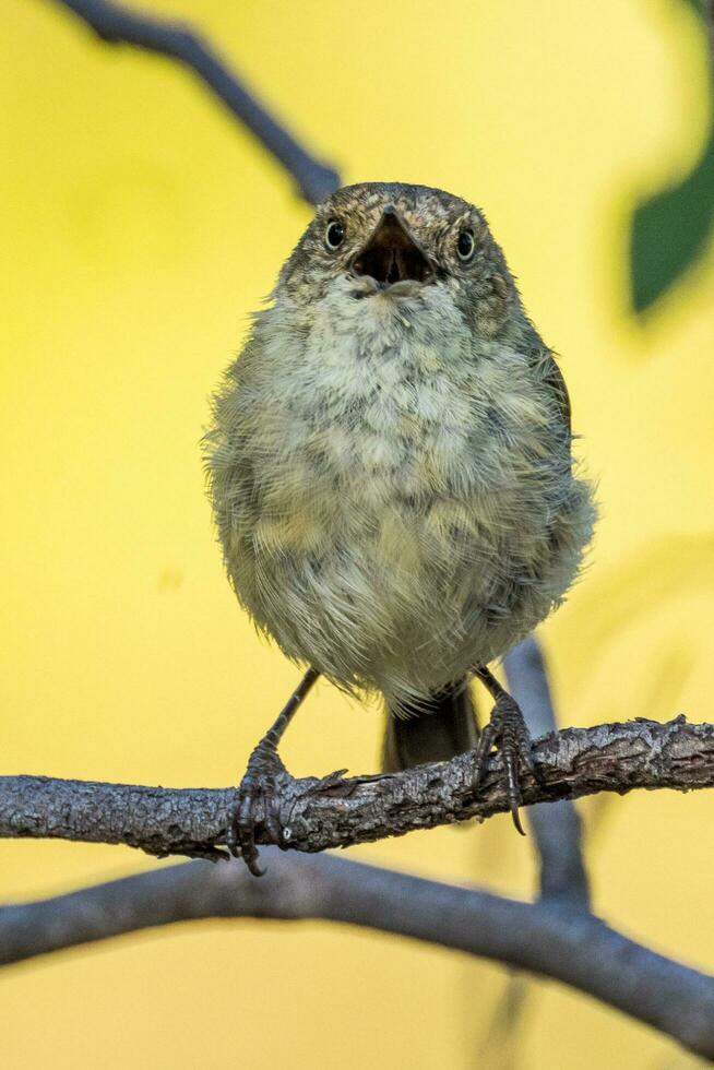 Buff-rumped Thornbill in Australia photo