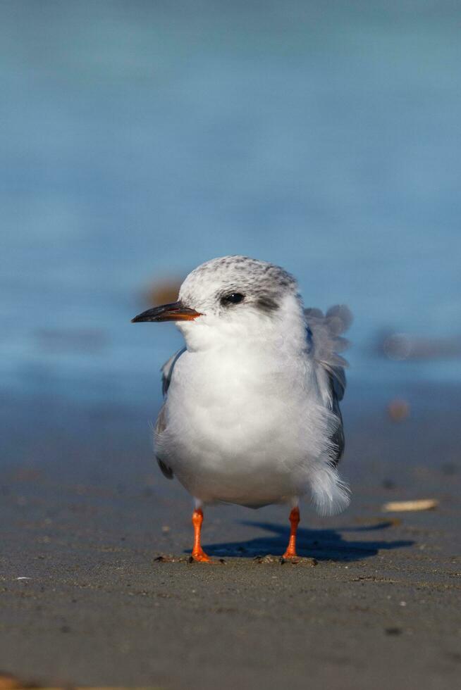 de frente negra golondrina de mar en nuevo Zelanda foto