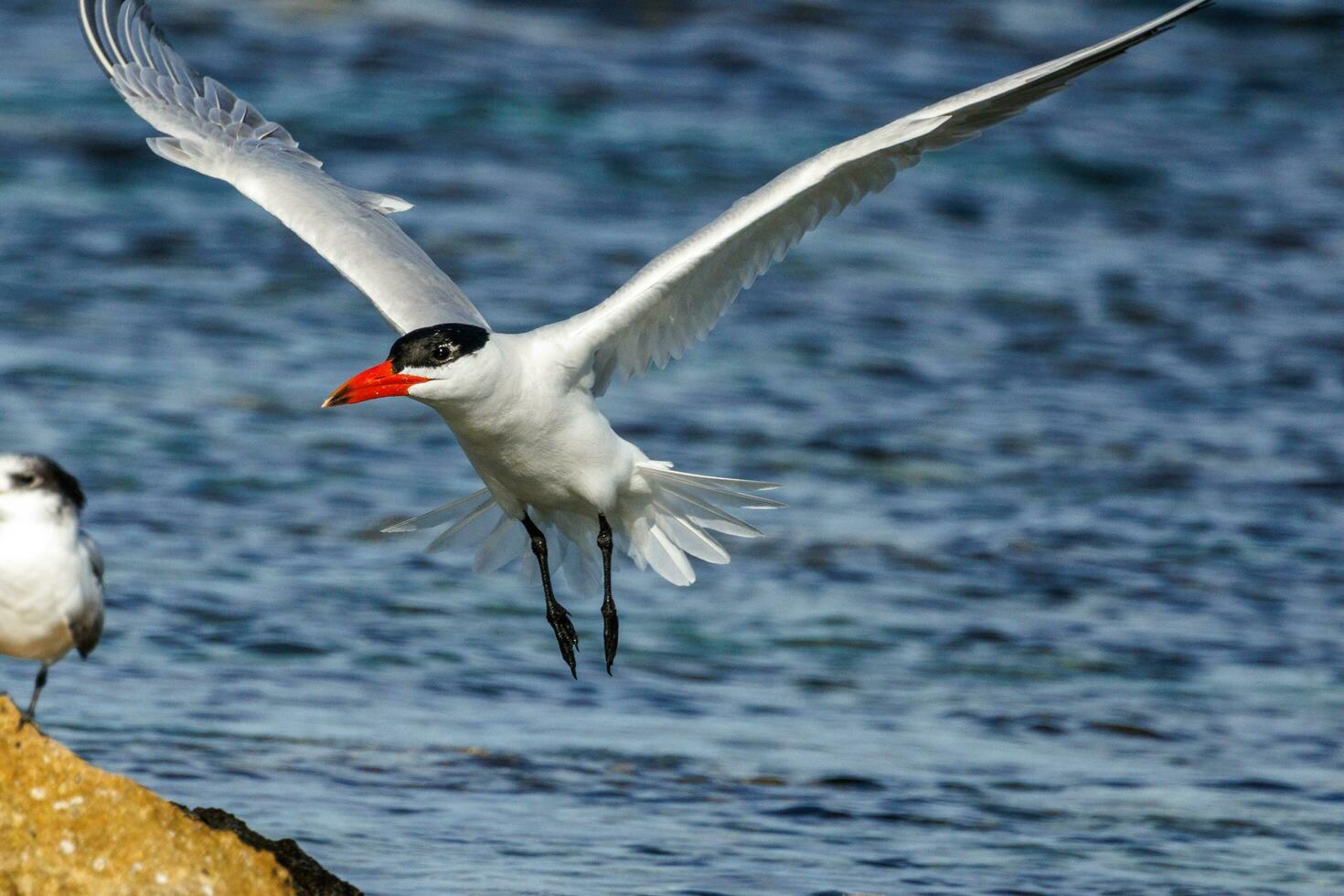 Caspian Tern in Australasia photo