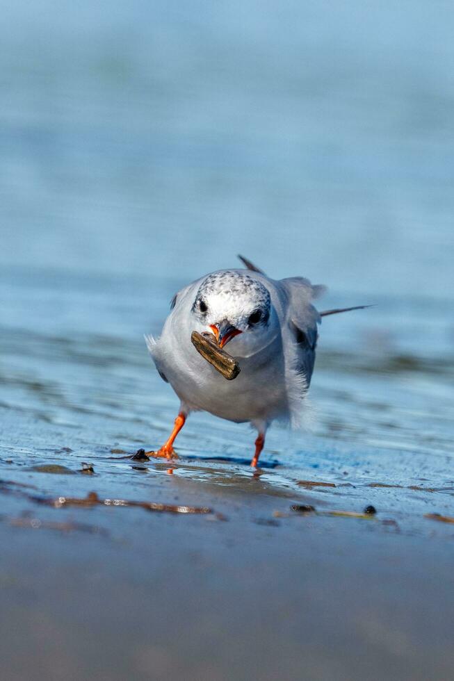 Black-fronted Tern in New Zealand photo