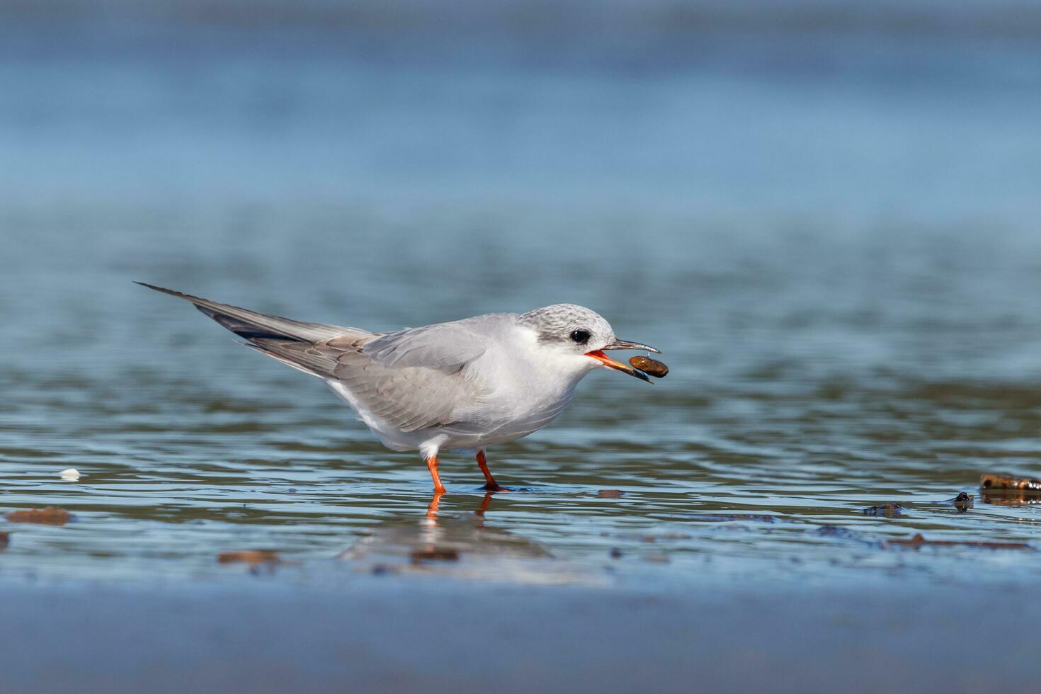 Black-fronted Tern in New Zealand photo