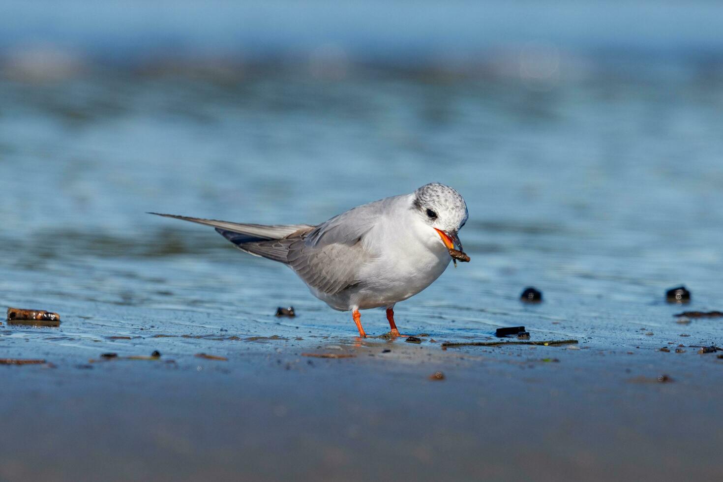 Black-fronted Tern in New Zealand photo