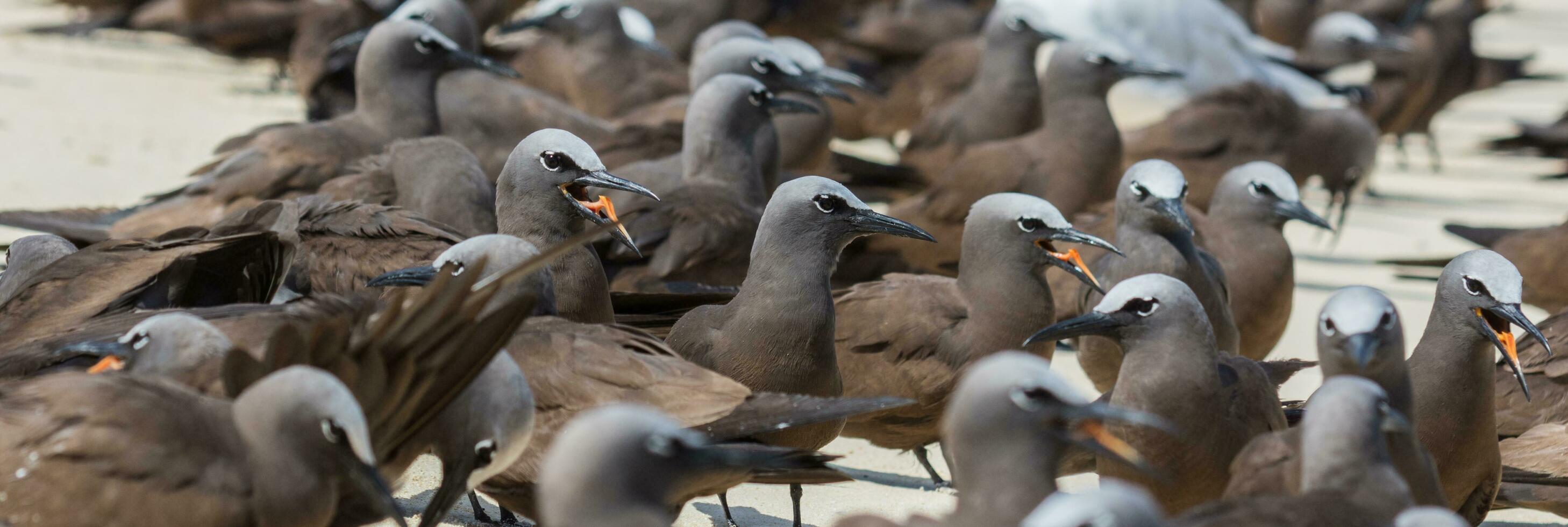 Common Noddy in Australia photo