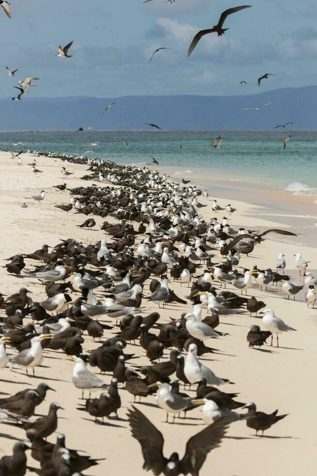 Common Noddy in Australia photo
