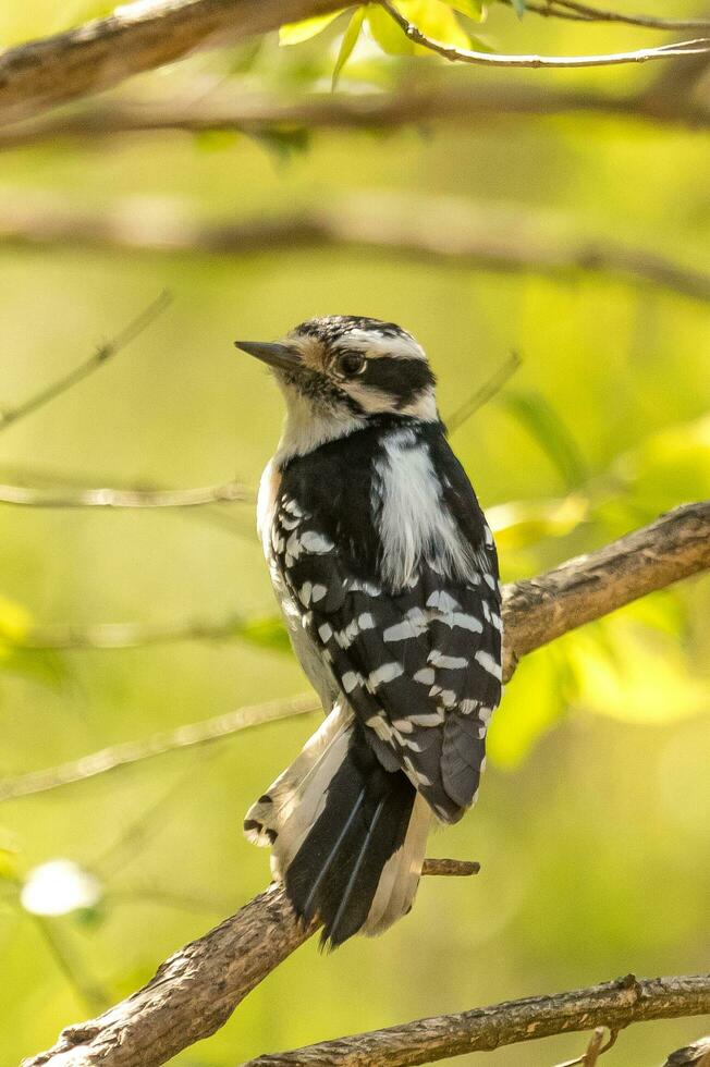 Downy Woodpecker in USA photo