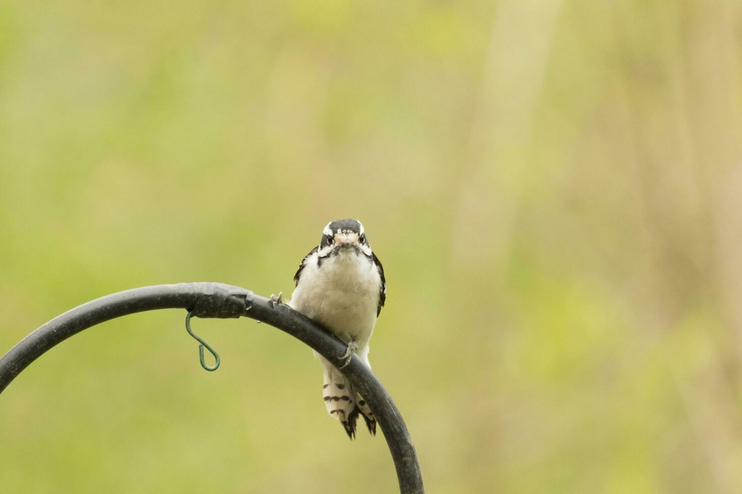 Downy Woodpecker in USA photo