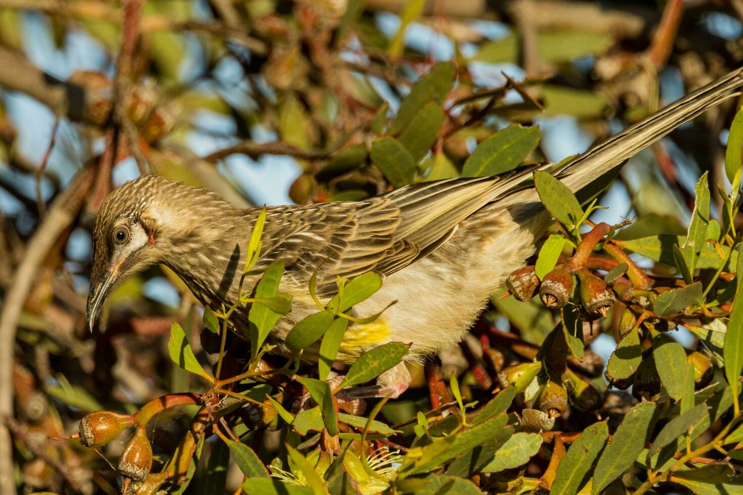 Red Wattlebird in Australia photo