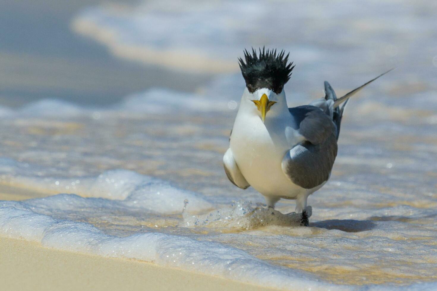 Great Crested Tern photo