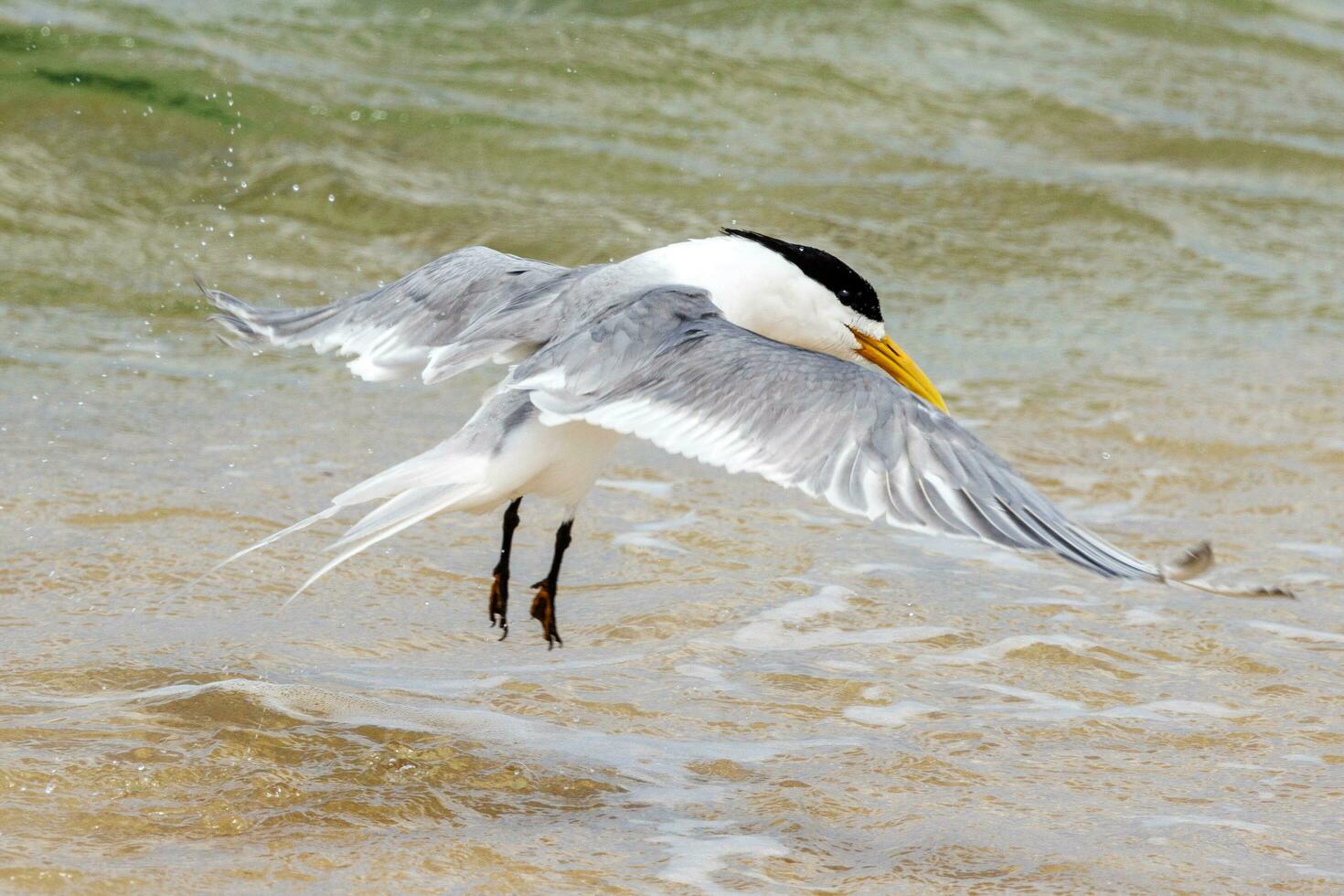 Great Crested Tern photo