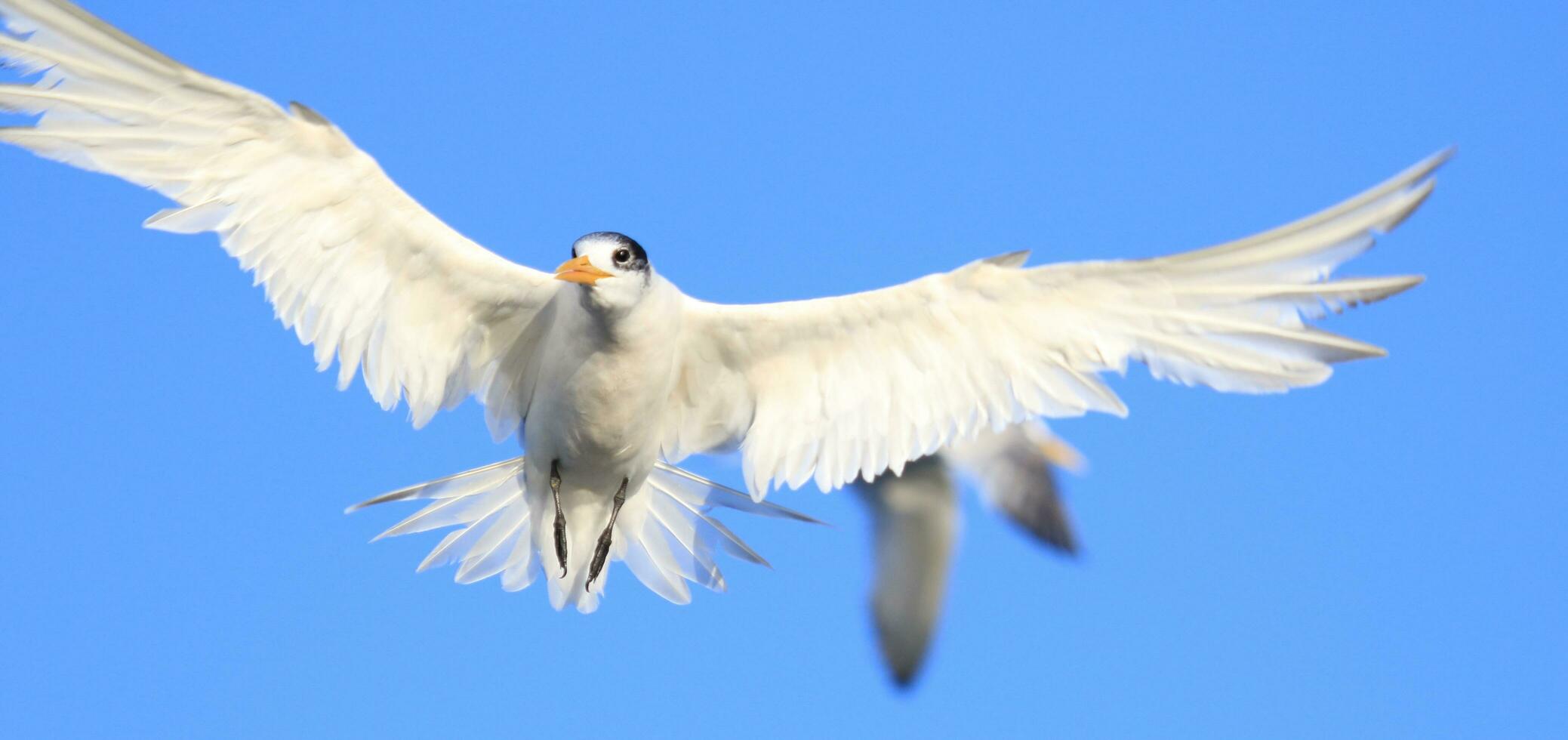 Great Crested Tern photo