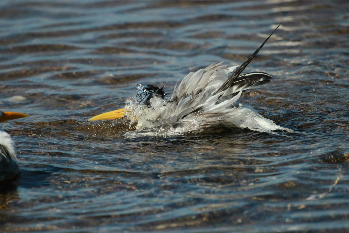 Great Crested Tern photo