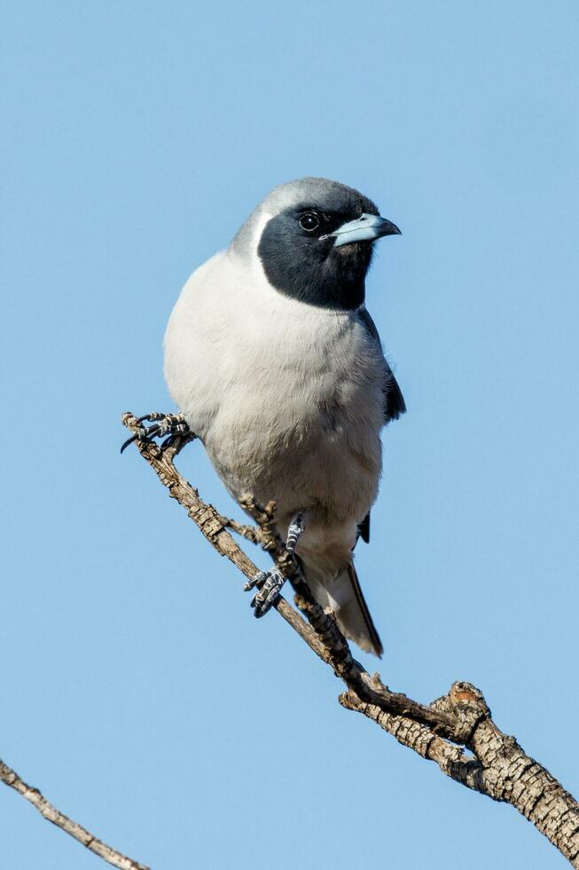 Masked Woodswallow in Australia photo