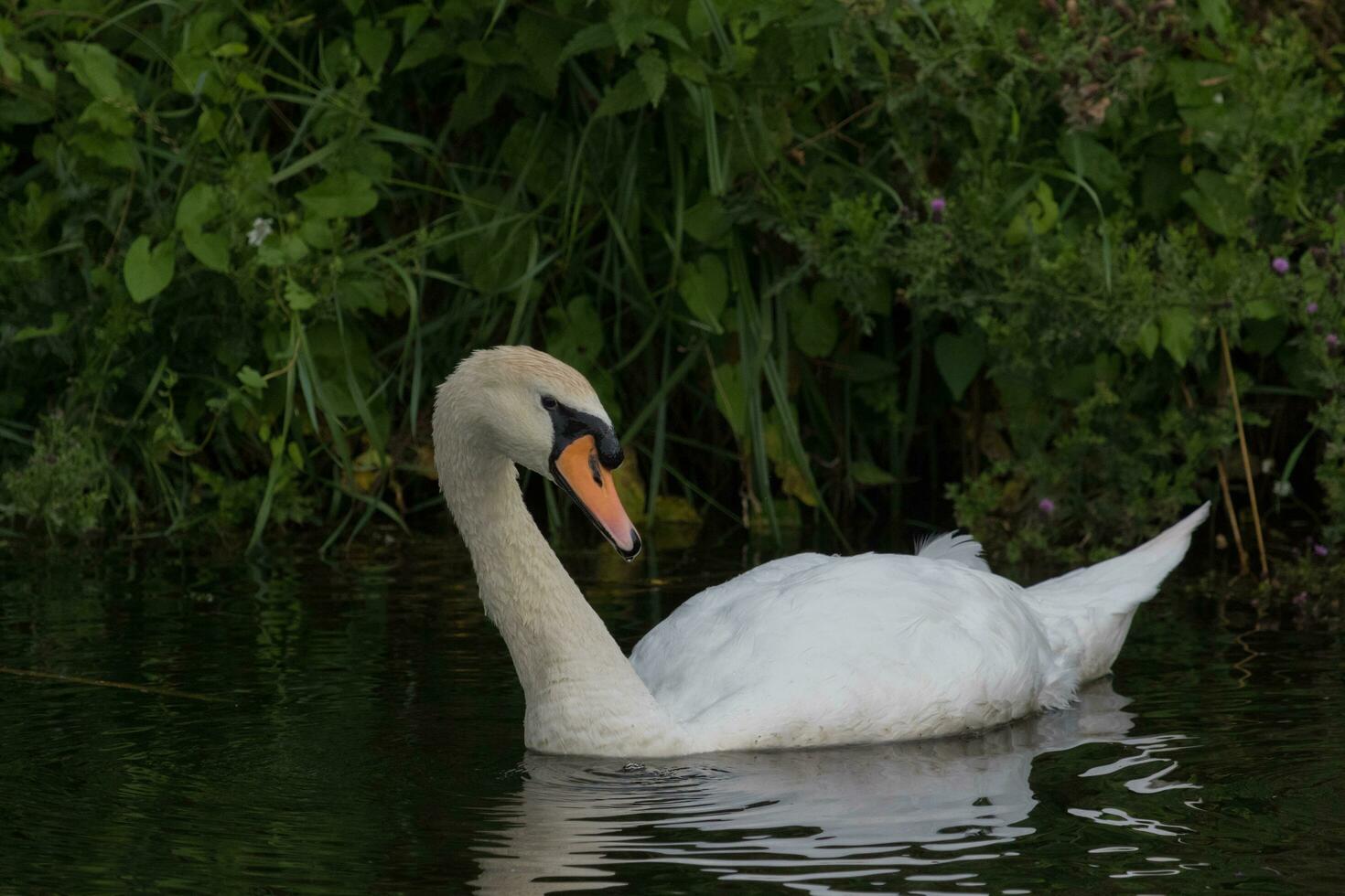 Mute Swan in England photo