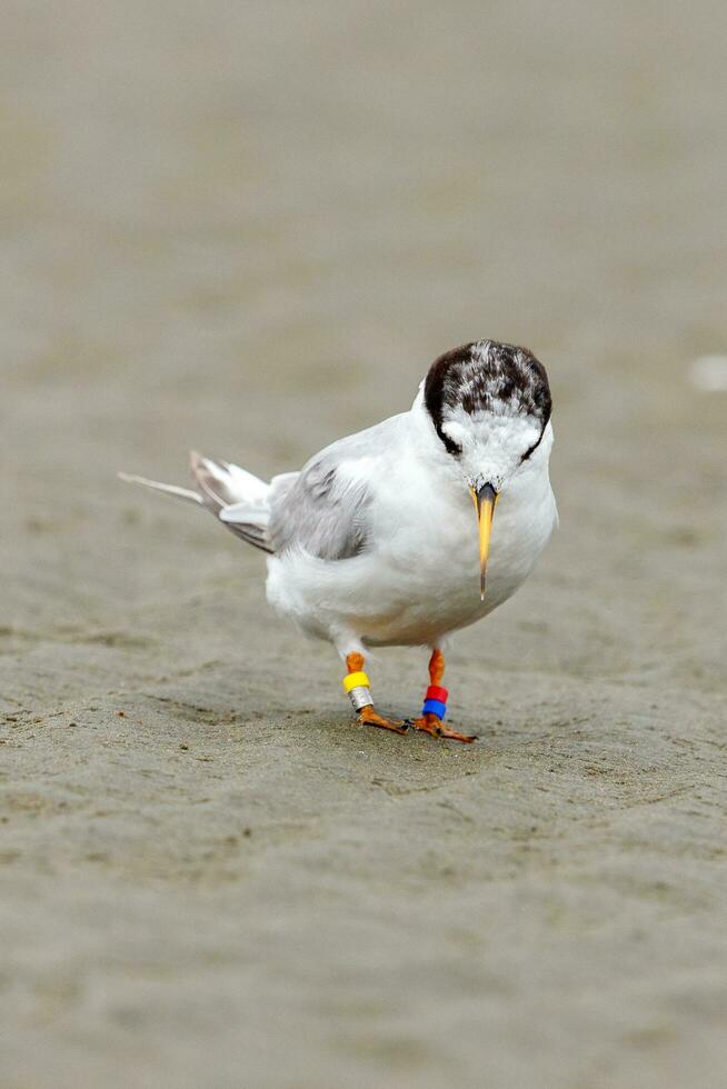 New Zealand Fairy Tern photo