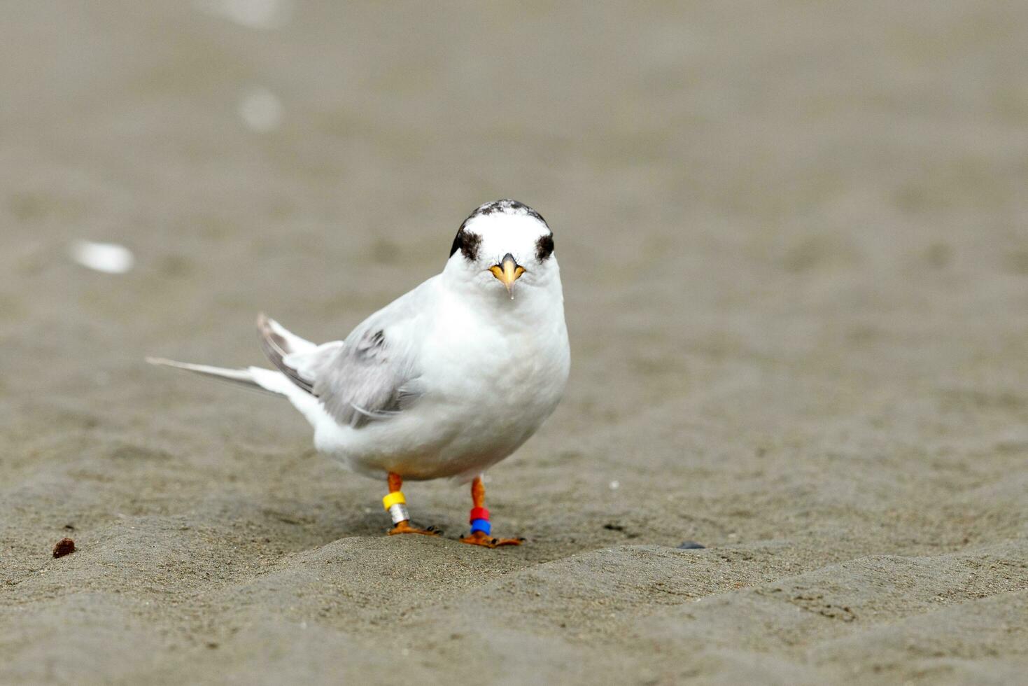 New Zealand Fairy Tern photo