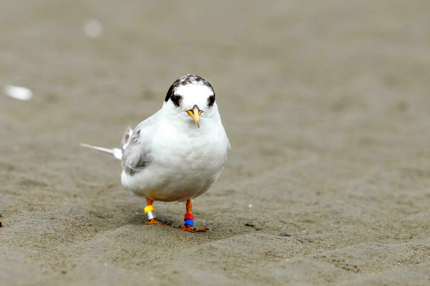 nuevo Zelanda hada golondrina de mar foto