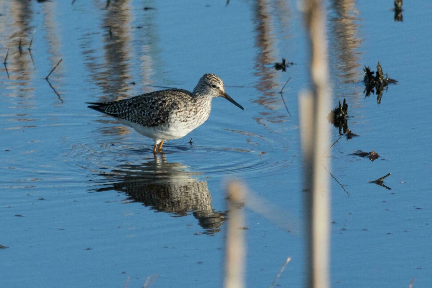 Greater Yellowlegs in USA photo