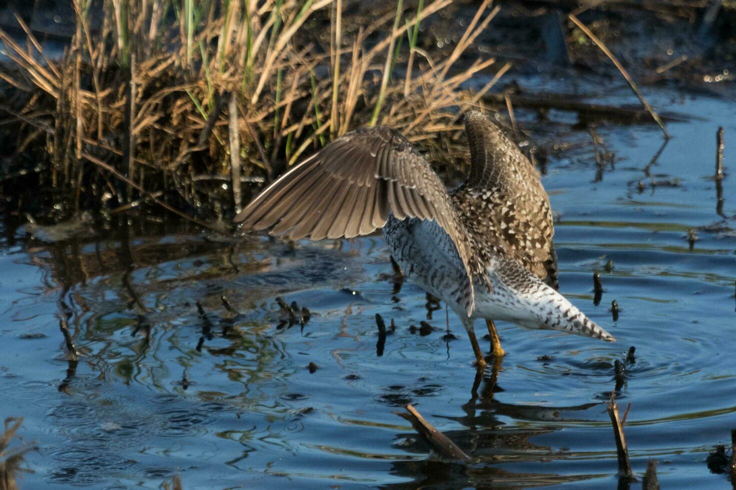 Greater Yellowlegs in USA photo