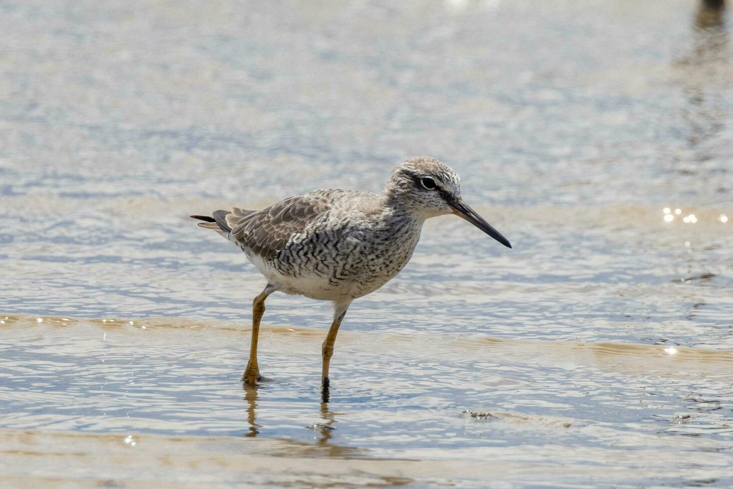 Grey-tailed Tattler in Australia photo